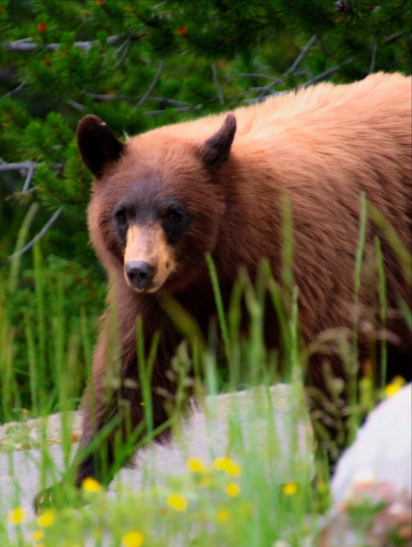 The animals of Yellowstone, just hangin’ out, doing their thing.
#yellowstonenationalpark #yellowstonenp #yellowstonecountry #animalsofyellowstone #naturephotography #naturelover #animalloversofinstagram