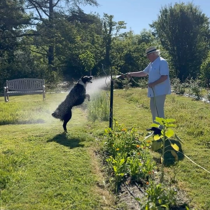 Zomer in de boomgaard! 🐝🦋❤️
Alles groeit en bloeit ondanks de droogte. Vlinders en vogels vliegen af en aan en snoepen van al het lekkers net als wij. Tomaten, aardbeien en oh zoveel komkommers. Heerlijk! Nog even en dan kunnen we de meloenen en bramen proeven. Wat een feest! 🍉🍓🍅
L’été dans le verger ! 🐝🦋❤️
Tout pousse et fleurit malgré la sécheresse. Les papillons et les oiseaux vont et viennent et grignotent toutes les friandises comme nous. Tomates, fraises et oh tant de concombres. Délicieux ! Encore un peu et nous pourrons goûter les melons et les mûres. Quelle fête ! 🍉🍓🍅
#verger #fruitiers #boomgaard #joiedevivre #silencecapousse #slowlife #chambresdhotes #zomerinfrankrijk #bordercollie #ohlechateau #potager #dahlialove #segalatarnais #bonheur