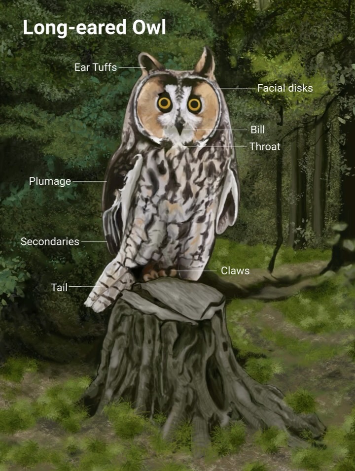 Long-eared Owl (2025)- Photoshop and Procreate
This is a revised animation originally created in Adobe Photoshop (2024) for a Digital Illustration class I took at UVM, and later reworked in Procreate in 2025. The owl’s eyes open and closed with a subtle loop animation while depicting external anatomy in an outdoor setting.