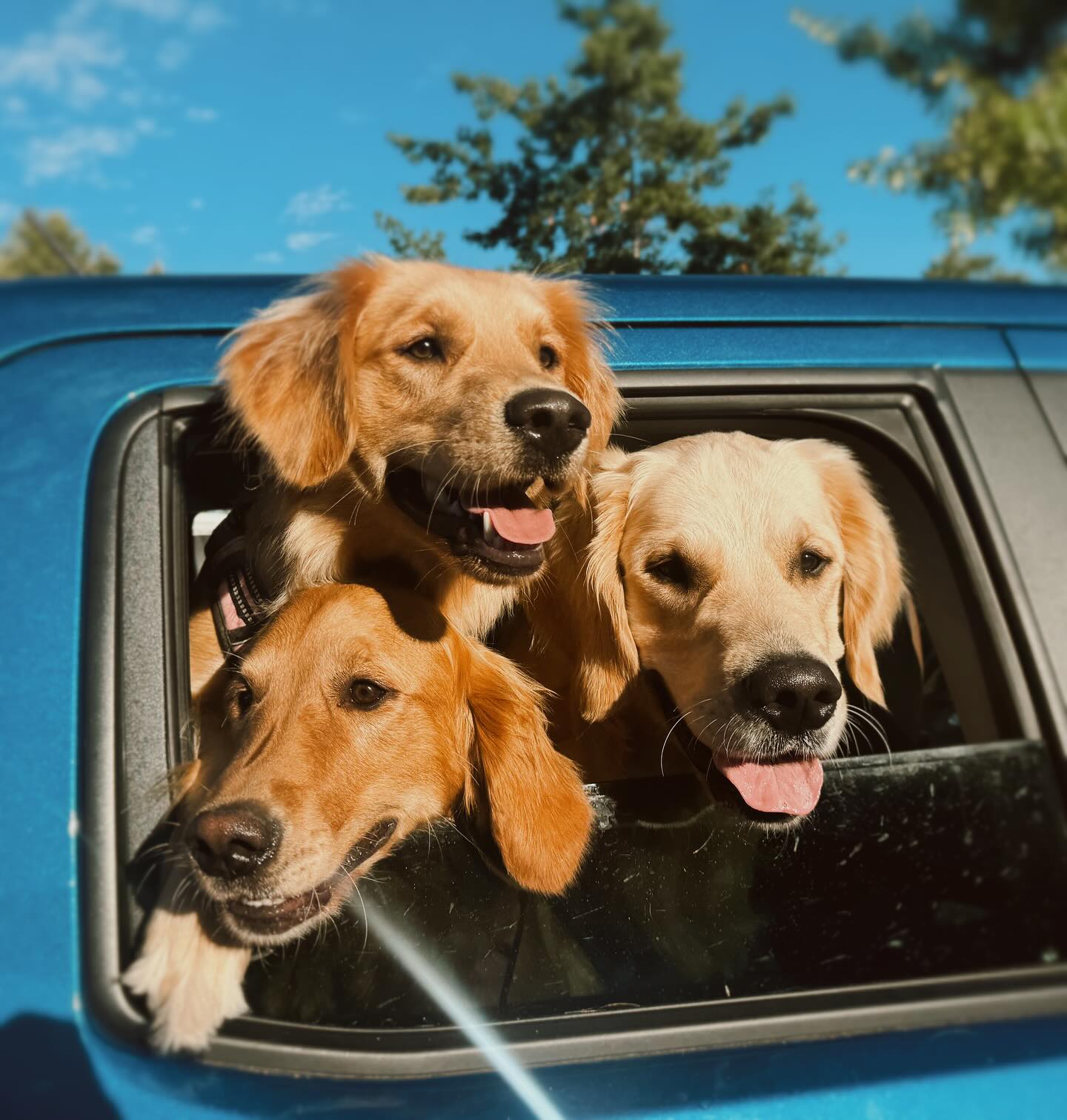 I loved this picture of our three Goldies: Reagan, Bama, and Tex! So of course I had a huge print made and hung it 🩷 We love our pack! 🐾🐾🐾 Best doggies!