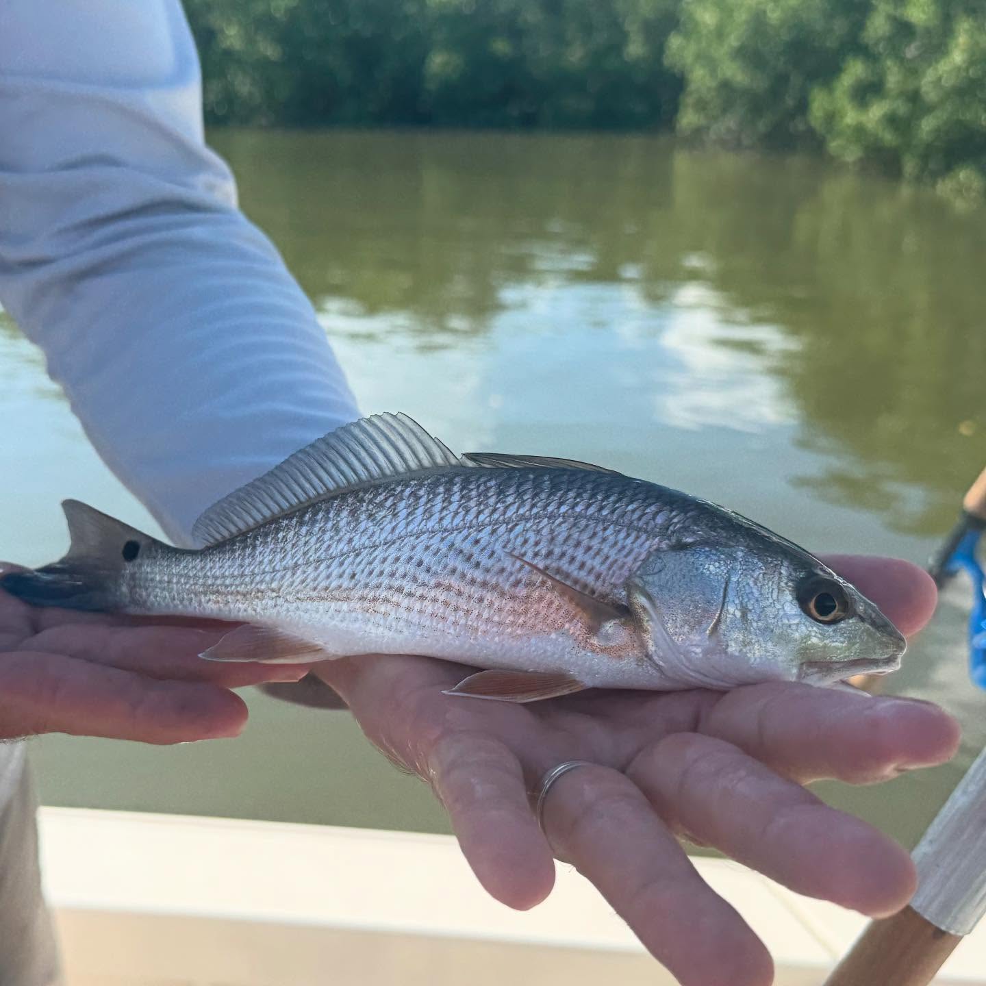 the next generation #redfish in the last three trips about a dozen of these have come aboard! Albeit small fry, it’s a great sign of what’s to come in future seasons! Come on’ if you been thinking about it, call me to book 📲305-778-5342 #a2fishingcharters #irtreels #cajuncustomrods #donnmarpliers #reelfishyapparel #tfoflyrods #palmythgloves #fourhorsementackle #reelfishyapparel #captainspreferredproducts #fortressmarineanchorsusa