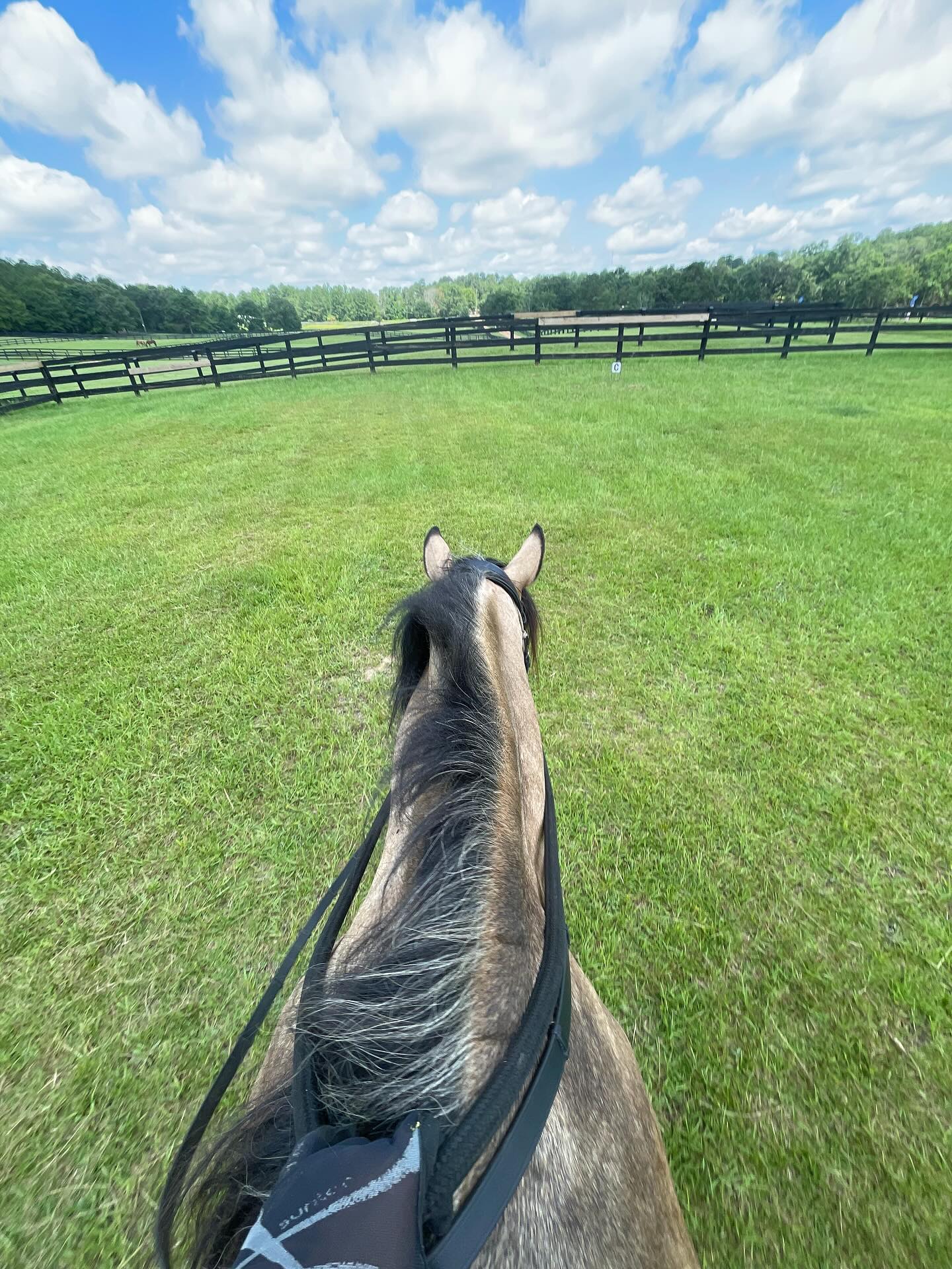 “Good” training doesn’t lose its potency as time passes. Good training becomes a part of the horse with no need of reminders for the basics. Good training is something we can call upon and trust rather than coax and beg.
As time passes and I work with more and more horses, something that may seem so complex becomes more and more simple. Training through trust, building confidence and educating from day one, always nurtures a horse into their best version of themselves. It develops horses who know the work and know it well. They become proud, confident and look forward to their sessions with their rider.
It has been almost two months since I’ve ridden Manny, hell it’s been almost two months since I’ve even worked him. Between the heat and getting a bunch of other things done I just couldn’t fit regular sessions in with him that I felt would be productive. As my days opened up, we got back to a routine. I worked with him twice on the ground. One day was with target training, and the other was basic lunging with all his tack on. Both sessions were no more than 20 min and almost a week apart. The next time I worked him, we did two circles each direction. One at a walk and one at the trot. Then I got on. And aside from being a bit more wiggly (which i figured would be the case and had more to do with his fitness), he was the same horse I had the last time I rode him.
I was not worried about him being reactive or silly, my main concern was to keep our ride short and sweet since he was not as fit and needed more fitness before we did anything more. But we did a little bit of everything we had already done and he was wonderful. I could trust that I had a horse that was emotionally rounded because of our work and he trusted that I would not push him past his level of education or fitness. He already has a solid foundation that can be further built up so beautifully. And I am beyond proud to have developed such a lovely young stallion ❤️