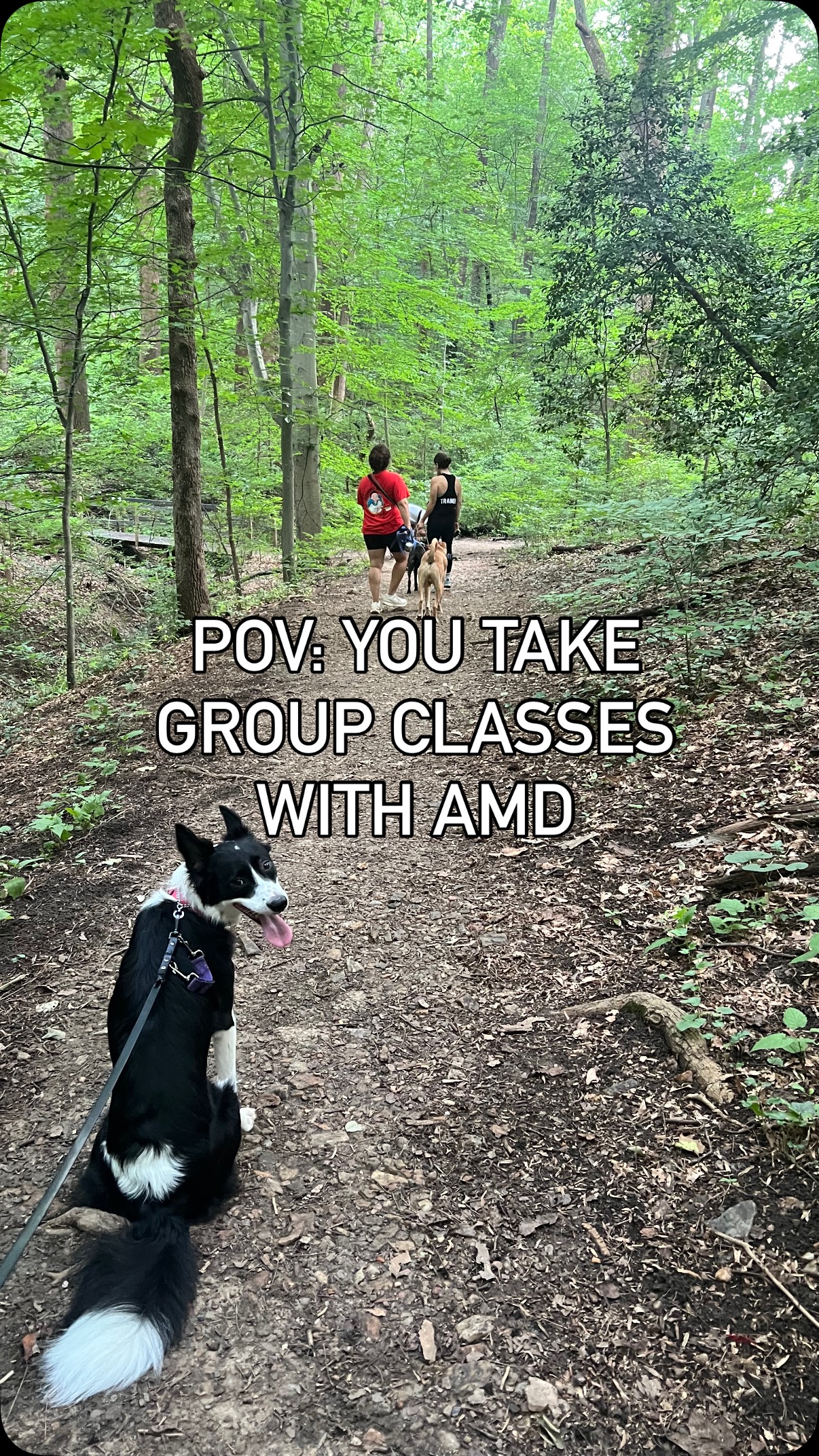 Join our one-of a kind, no-BS group classes and transform your dog today!
At AMD group classes, you’ll get a hands-on, real-world training session for a fraction of the cost. We plan games and exercises to help combat behavioral concerns like:
- reactivity
- fear/anxiety
- walking manners
- and more
by focusing primarily on:
- relationship building
- calm leadership
- understanding our dogs languages
- healthy, safe socialization
- and more!
Your dog is ready, are you? Join today and see what the hype is all about!
#dogtraining #dog #dmv #dmvdogs #dogsofinstagram #reactivitytraining