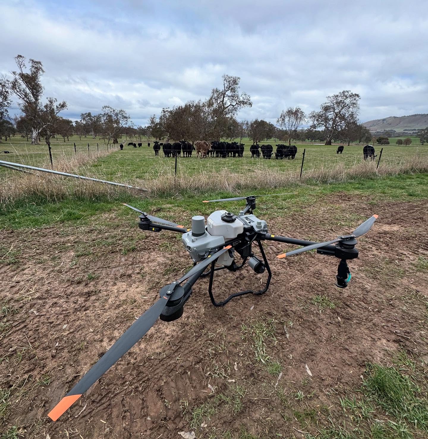 A few curious eyes 🐄 🐮 #djiagras