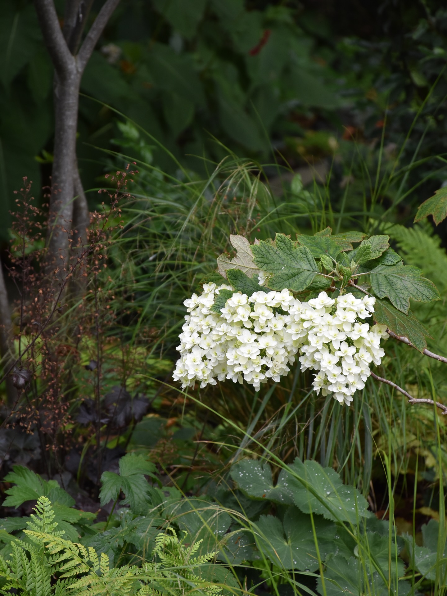 These beauties were all existing in the Balham garden when we began our redesign, and we’re so glad we kept them.
The Hydrangea aspera Villosa, now over 4m tall, forms a soft, romantic arch at the driveway entrance.
The Hydrangea macrophylla holds its own in a shaded, north-facing corner by one of the terraces.
And the Hydrangea quercifolia was temporarily lifted and potted during construction, which has settled beautifully into the woodland part of the garden.
Sometimes, the best design decisions are about knowing what to keep.