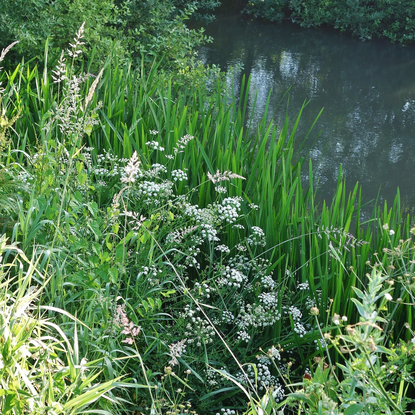 A walk along the river Lugg, the Wye's main tributary, which starts amid Pool Hill in Radnorshire and enters the Wye at Mordiford east of Hereford. I love the banks and meanders in this river. There are many stretches, which are secluded and rich in bankside flora, which helps the fauna. There are a plethora of common grasses in the meadows - love these and your common reed beds up and down the banks. These support warblers, Kingfisher, Wagtails, Moorhen, Grebes, Swans, Dragonflies, damselflies, grasshoppers, water fleas, shrimps, water spiders, and so much more. Walking the banks or even swimming in amongst it all is a real ascension of sorts. I have a stretch local to me east of Hereford city), which is so special that I never get bored with it. #lugg #riverlugg #riverbank #riverbanks #banks #bankside #riverwalks #naturetones #rivernature #herefordshirewildlifetrust