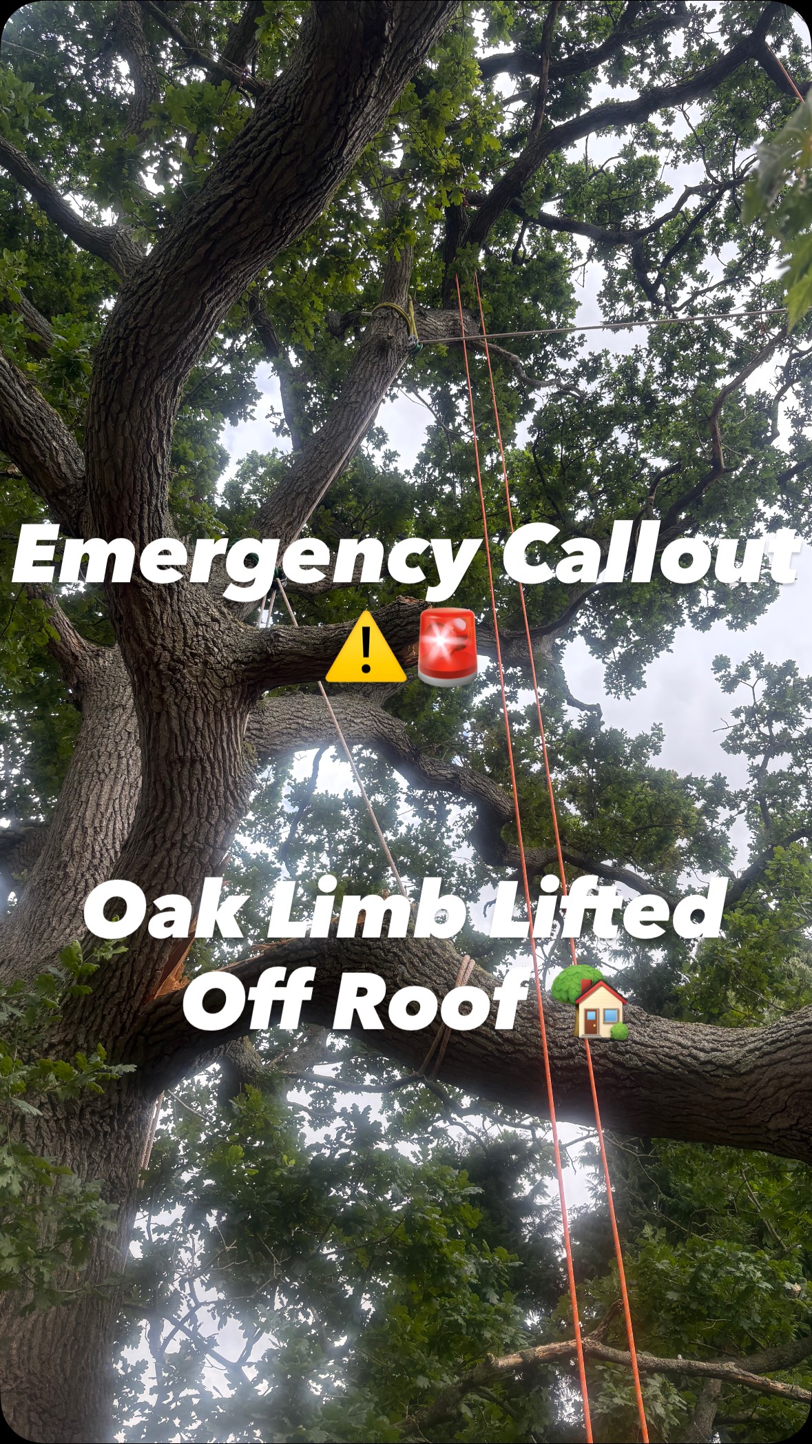 Creating a mechanical crane out of a living structure ποΈπ³
Technical tree rigging in action - a little video overview of the rigging setup for the removal of a large summer dropped limb from a mature Pedunculate Oak that had landed on a clients Pavilion π‘
With the lifting ability and safety of the @steinworldwide RC3002 Dual Bollard and RC Winch we were able to secure the butt end of the limb which was hanging on by fibres. We then set up a balancer to take the weight of the main limb off of the apex of the Pavilion Roof π«£
The @climbergiorgio Fiori Ring made all the difference on this job being able to manage two rigging lines simultaneously while keeping the setup neat and tidy within the tree πͺπ
Tagline setup on the tip of the limb redirected through a DMM XS Impact block to a Capstan winch set up on a near by anchor point.
As the RC3002 did the heavy lifting the Capstan winch was able to give a nice gentle pull to clear the Pavilion Roof. The control demonstrated from this setup has surprised us as a team and made a potentially dangerous and difficult task as safe as could possibly be and extremely efficient!
#treerigging #crane #steinbollard #treework #treesurgery #arboriculture #emergencytreeservice #arborist #fioriring #biglift #treesafety