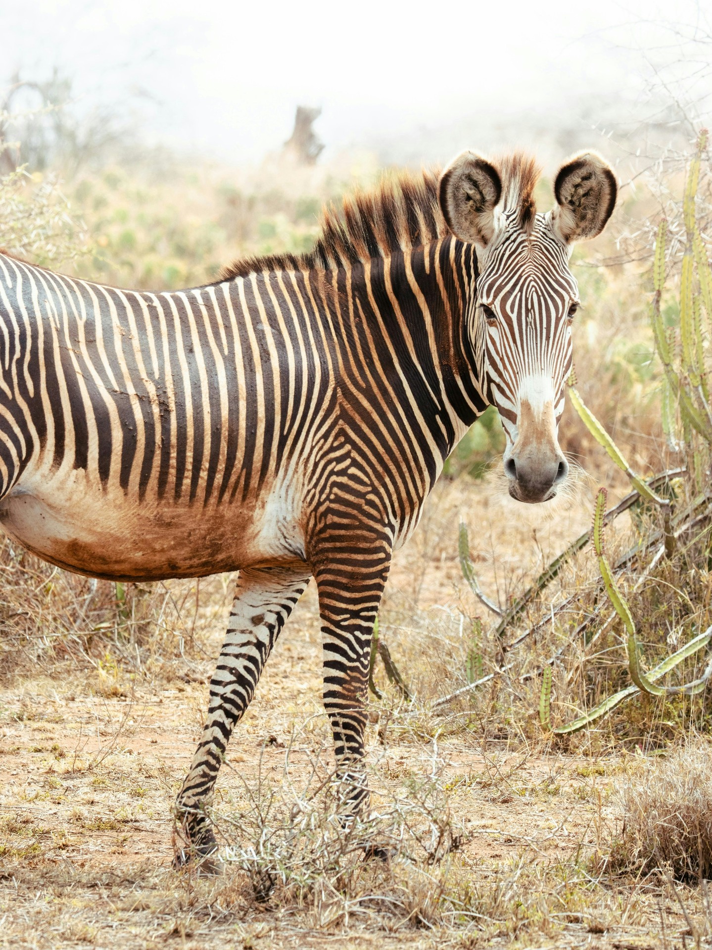With their narrow stripes, large ears, and striking appearance, Grevy’s zebras are the most endangered of all zebra species—fewer than 3,000 remain in the wild.
Loisaba provides key habitat for this species, and we’re proud to support their protection through monitoring, research, and community partnerships.
Photo © @cait_snaps
#GrevyZebra #EndangeredSpecies #LoisabaConservancy #ConservationInAction #LaikipiaWildlife