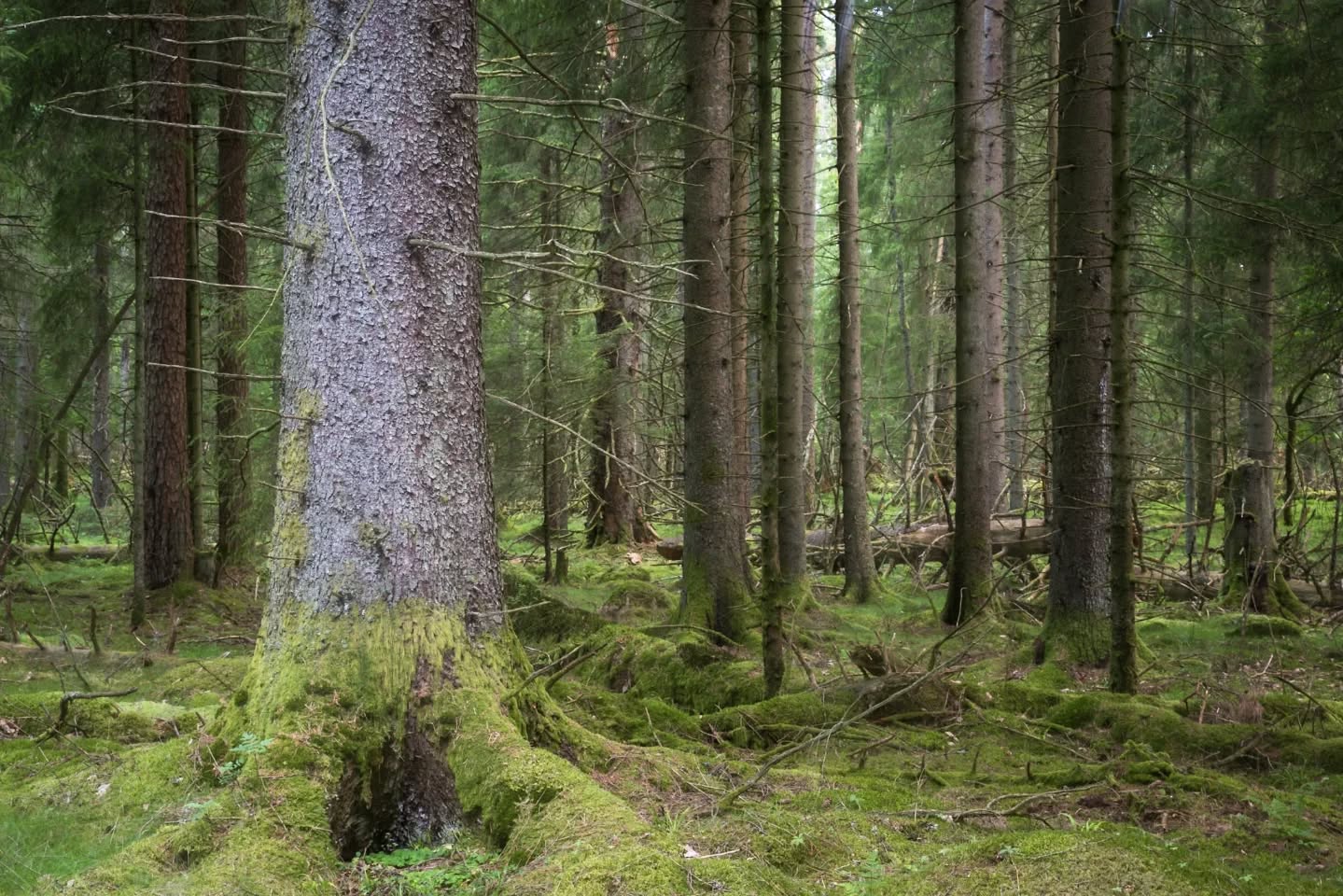 In the old forest.
#intheforest
#innature
#innaturephotos
#oldgrowthforest
#oldtrees