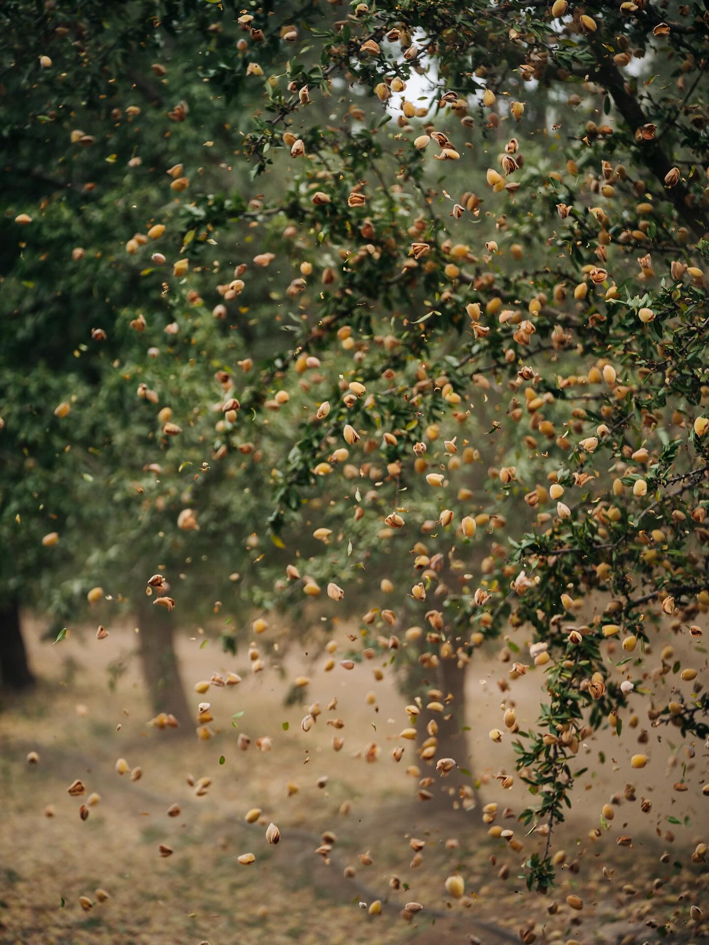 Almond harvest is right around the corner!🚜 Tree Barber is ready to shake things up this season!👏🏻 What’s your favorite way to enjoy almonds?