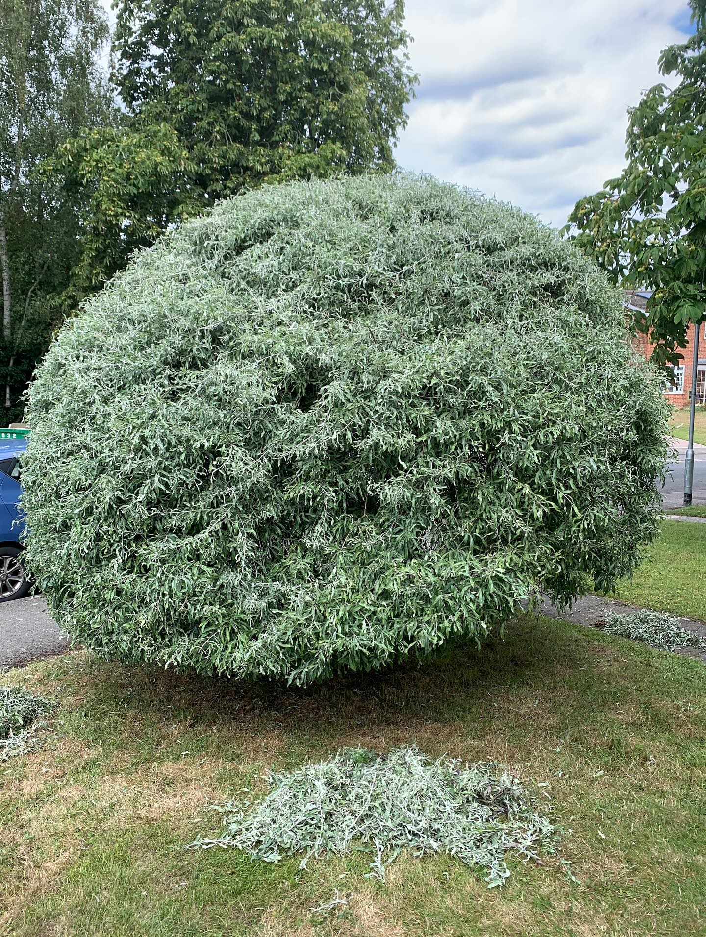 Trimming and shaping
#highamwoodgardens #gardenertonbridge #gardeningtonbridge #gardenersofinstagram #gardening #gardensofinstagram #hedgetrimming #englishgardens #garden #gardenideas #gardeninspiration