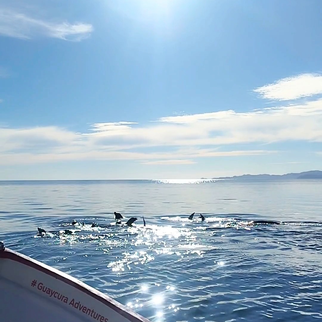 ¿Listos para refrescarse como lobos marinos en el paraíso? 🌊🦭 ¡Vengan a vivir la experiencia con el mejor tour en #LoretoBCS! 🚤☀️ #IslaCoronado #SeaLionsVibes #AventuraLoreto #ViajaMéxico #BajaCaliforniaSur