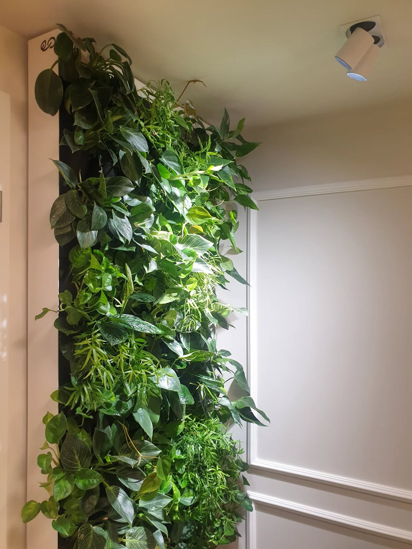 Živá zelená stena aj bez prístupu denného svetla? Áno, je to možné!
Aj my sme sa toho trošičku obávali, no vsadili sme na kvalitné rastové žiarovky 💡💡💡 A dnes, po roku od výsadby, mi srdce plesá pri pohľade na tú nádheru 🍃🌱🍀.
Svetlo je všetko, pamätajte na to pri hľadaní vhodnej steny pre živé obrazy ☀️💚.
#zelenesteny
#vertikalnazahrada
#zivastena
#zelenydizajn
#kosice
#ziveobrazy
#eo