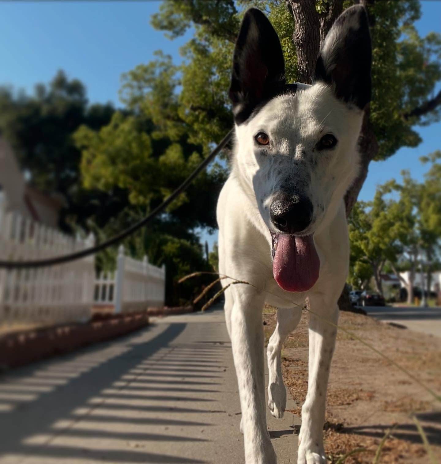 Whether your pup needs a mid-day potty break, drop-in while the pawrents are away, or a structured hike with the pack — I’m here to help!
My drop-in and dog walking services are perfect for pet parents who want more than just a walk… they want enrichment, consistency, and care. ❤️
✨ Reactive pups welcome
✨ All sizes, all energy levels
✨ New clients currently being accepted!
Let’s get those paws moving! 🐾
📌 book your service today! Link 🔗 in bio
#DogWalkingLife #DogWalkerNearMe #DropInDogCare #PositiveReinforcement #StructuredWalks #HappyDogsClub #MauiHi #MauiDogWalking #LongBeach #LBC #LongBeachCA #LongBeachDogWalking #SoCal #Hawaii #LuckyWeLiveHi #MobileDogGroomer #DogGroomer #PositiveReinforcement #DogTrainer #DogMom