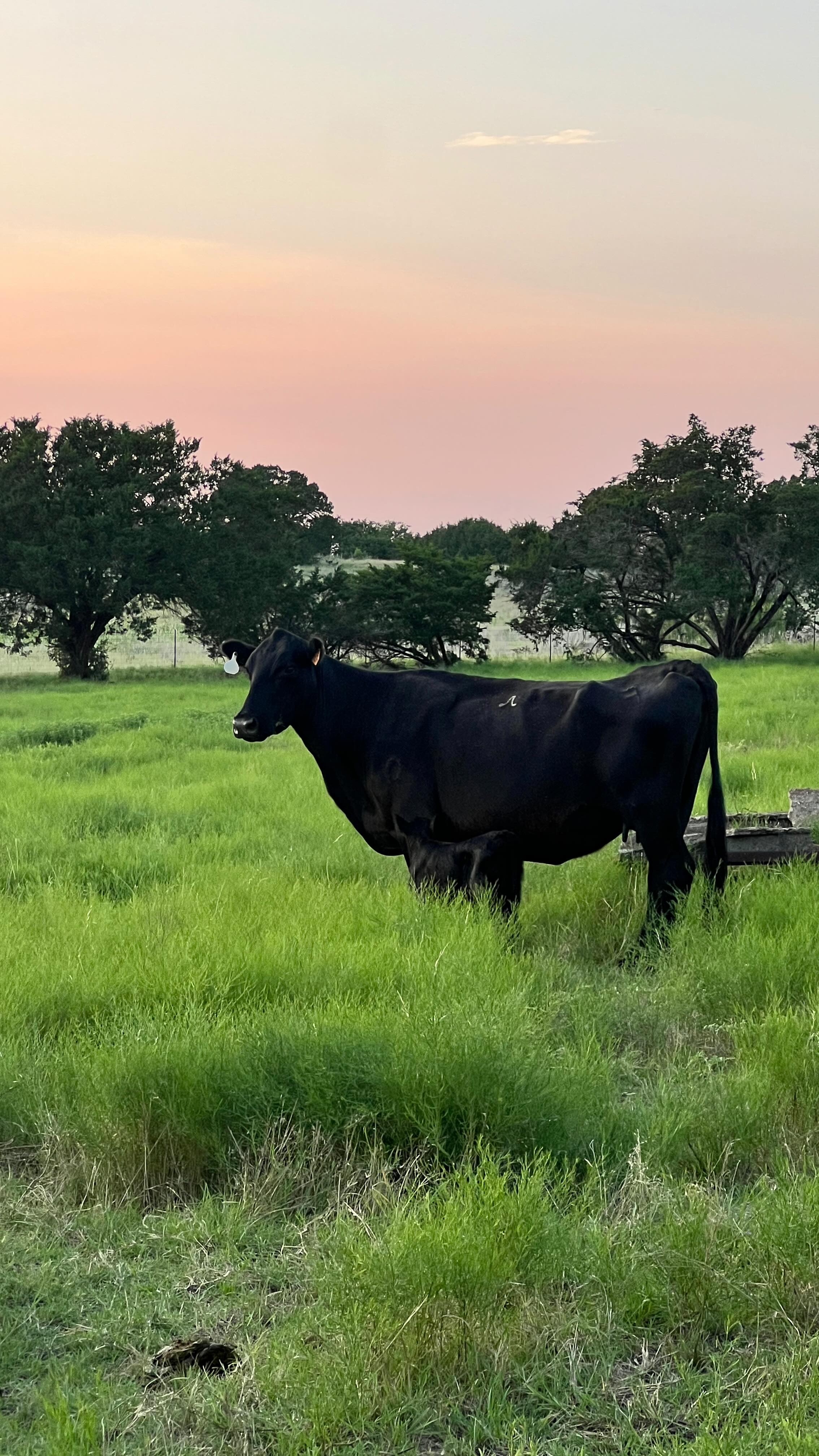 So proud of our #100, she’s our oldest gal but she’s the best mama.