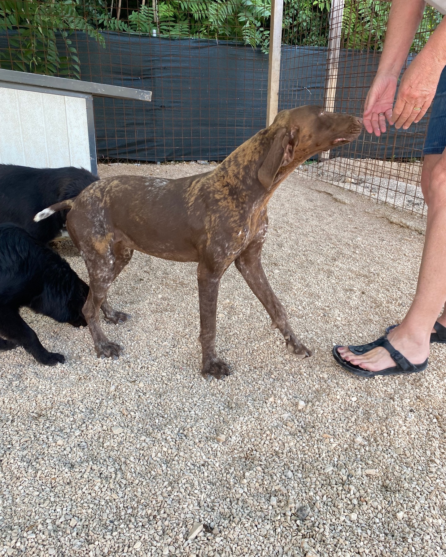 Things are getting more and more exciting for Willow and her new owners.
Willow will make her journey to her forever home on Saturday.🏡
Willow will be adopted by Sonja Kraijo and her family.
They will arrive here on Friday and will drive sweet Willow back to the Netherlands on Saturday morning.
Willow is doing well, and her coat is improving.
She's a sweetheart who loves to snorkel, loves to cuddle, and absolutely doesn't mind other dogs.
Willow is definitely ready for it❤😍🥰, and for Sonja, the journey can't start soon enough.
Sonja, thank you so much for giving Willow a forever home and for all the effort you put into picking her up❤❤❤🙏🙏.
#dontshopadopt#gspoftheday #gspcommunity#germanshorthairedpointerlovers #germanshorthairedpointerlovers #pointerlovers #gspcommunity #pointerlove #germanshorthairedpointer #birddog #pointersofinstagram #gsprescue #gspworld #gsp #gsplife #gsploverig #gsplovers #gspsofinstagram #gspuniverse @lydia_lidach #rescuedog #rescuedogsofinstagram #rescuedismyfavoritebreed#deutschkurzhaar