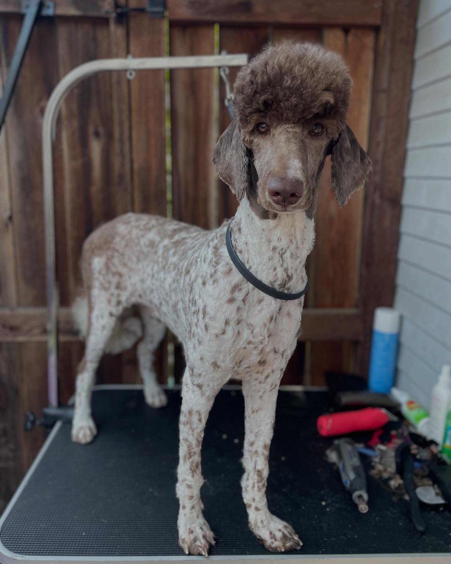 ✨Swipe for the Before!✨
Matting can happen for so many reasons—busy schedules, sickness, or just life getting in the way. Whatever the reason, we’re not here to judge—we’re here to help.
Severe matting can cause pain, skin issues, and limit your dog’s movement. That’s why we focus on comfort and safety first. For this lovely poodle, we carefully shaved down the matted areas and were even able to save that adorable top knot and give a clean, classic trim. 🐩✂️
We’ll always do our best to preserve style where we can—but most importantly, we make sure your pup leaves feeling so much better. 💖
📌 book your service today! Link 🔗 in bio
#PoodleGlowUp #NoJudgmentJustCare #MattedDog #DogGroomingTransformation #PoodleStyle #ComfortFirst #GroomWithKindness #SoCal #CaliforniaDogs #MauiHi #Maui #Hi #Hawaii #DogMom #Transformation #BeforeandAfter #LuckyWeLiveHi #Matting #Doggie #Doggo #MauiDogGrooming #MauiMobileDogGrooming #MauiDogWalking #MobileDogGrooming #DogWalking #LBC #LongBeachCA #LongBeach