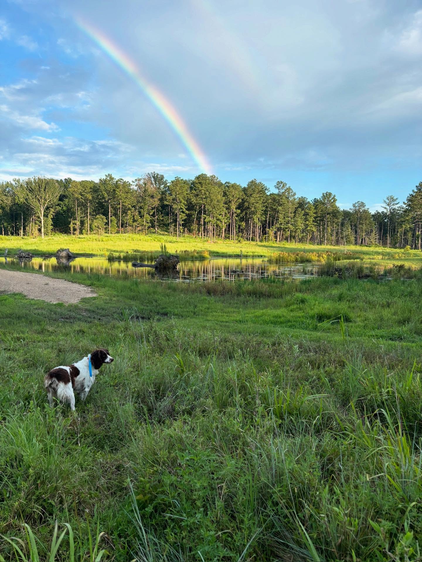 Pointing a pot of gold.
.
.
.
#schillingsgundogs #schillingsgundogstraining #sgdtraining
#uplanddogtraining #uplanddogtrainer
#gundogtraining #gundog #birddogtraining #birddog