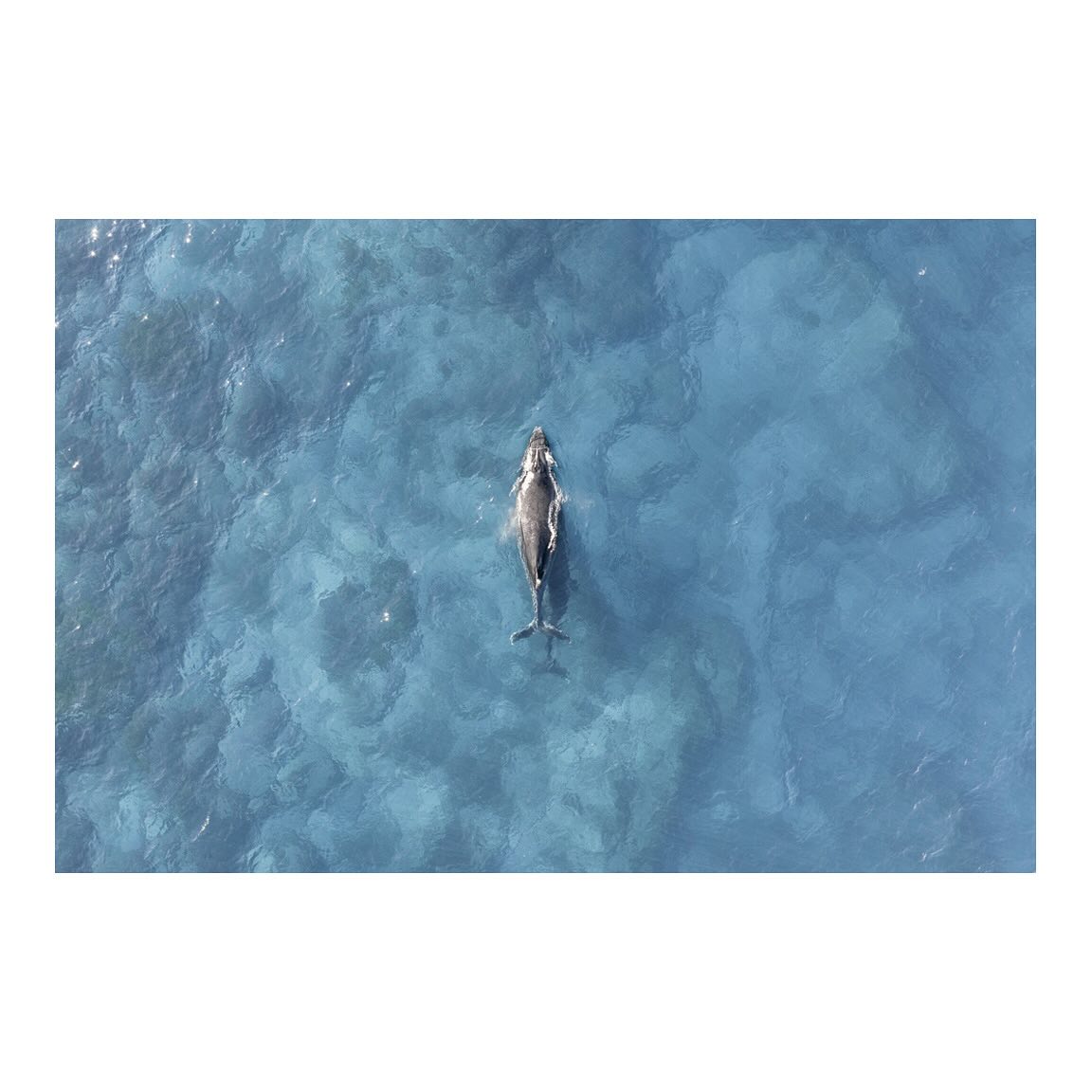 ‘Little Shadow’
Very cool watching this adult humpback whale with its baby calf swimming beneath it in shallow waters. Captured during this years annual migration on the east coast of Australia, where approximately 40,000+ Humpbacks travel from Antarctica to the warmer waters of the Pacific Ocean, closer to the equator.
#NSW #littleshadow #DJImavic4pro #hasselblad #pacificocean #naturelovers #travelphotography #landscapeart #photographycollector #limitededitionart #fineartphotography #wallart #coloursofnature #artforsale #getoutstayout #ocean #whales #humpbackwhale #migration #landscapehunter #adamcrewsimagery #adamcrewsphotography