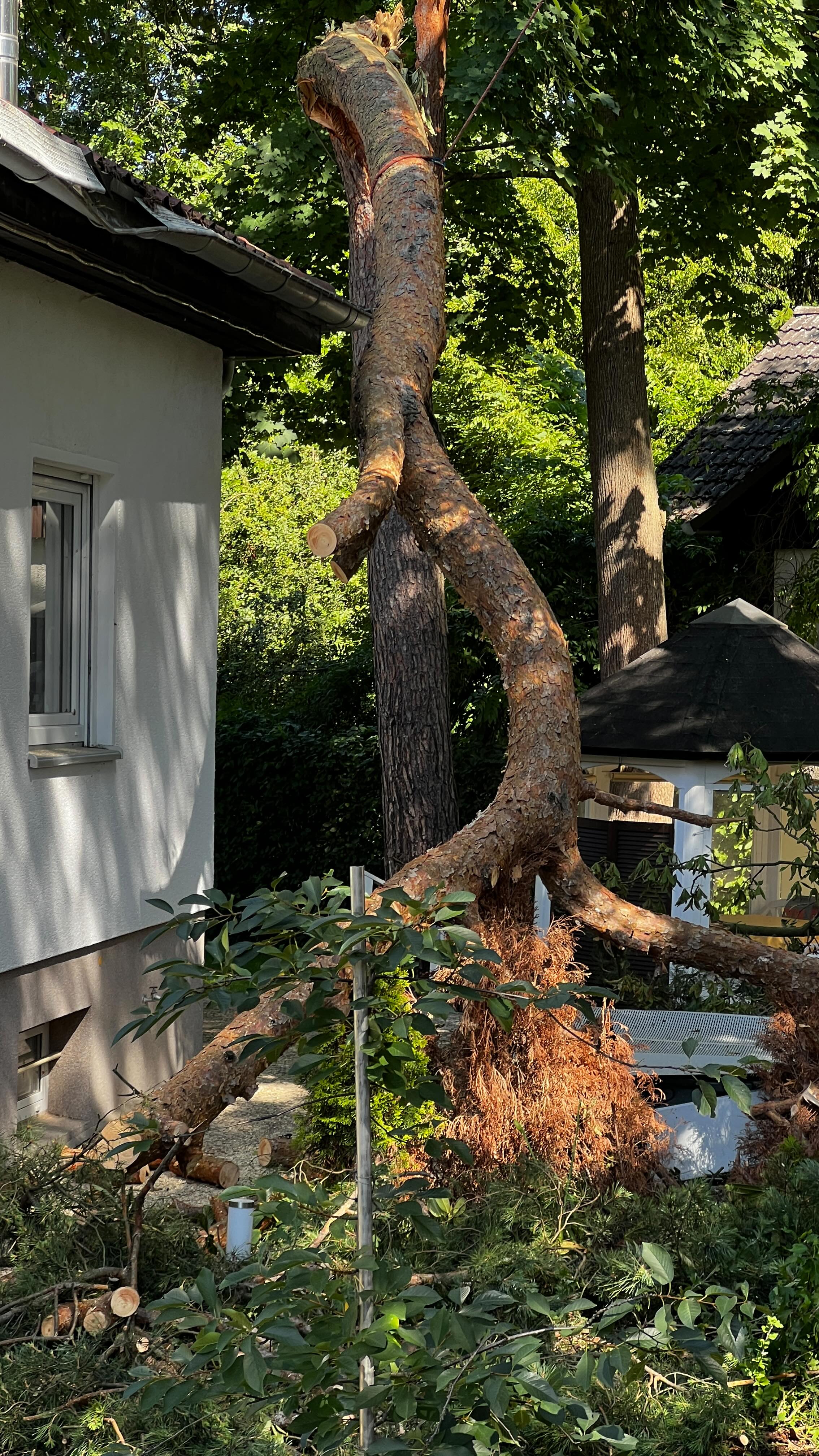 🌳⚡ Storm damage? No problem!
We safely removed this fallen tree that broke in half and landed dangerously close to a house. Using expert rigging, we secured the load to another tree, controlled the stem, and carefully pieced it down—slice by slice. The final cut? The most fun and challenging one, rigged from two points to keep it off the house.
Teamwork, precision, and a whole lot of skill. We got it done! 💪🌲
#arboristlife #treework #stormcleanup #riggingskills #treeremoval #safeandskilled #climbingarborist #baumplflege #sturmschäden #treecare #dmm #teufelberger