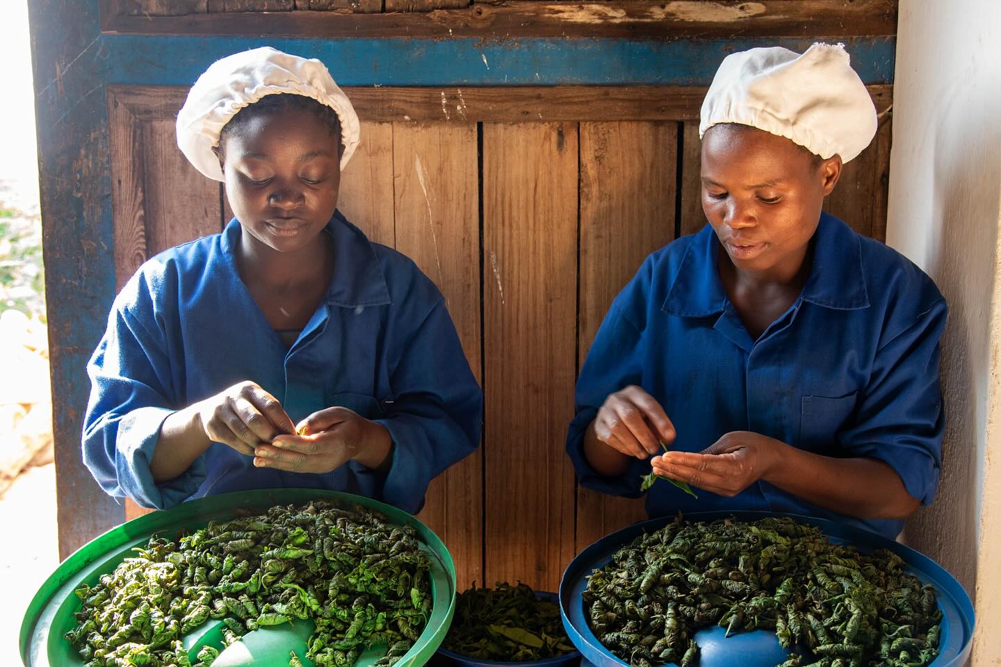 🍃Meet Zomba Pearls🍃
Hand rolled white tea from the Shire Highlands of Malawi, crafted one leaf at a time, sun dried under open skies, and made in batches of just 20 kg per year.
Tastes like: cashew cream, honeysuckle, ripe apricot 🍑
Feels like sipping sunlight ☀️
A slow unfurling ritual meant to be savored.
20% off until Friday with code MALAWI
@satemwa_tea_coffee
#artisanaltea #whitetea #malawitea #tealovers #zombapearls #smallbatchtea #tearitual #raretea #elevationtea #teajourney