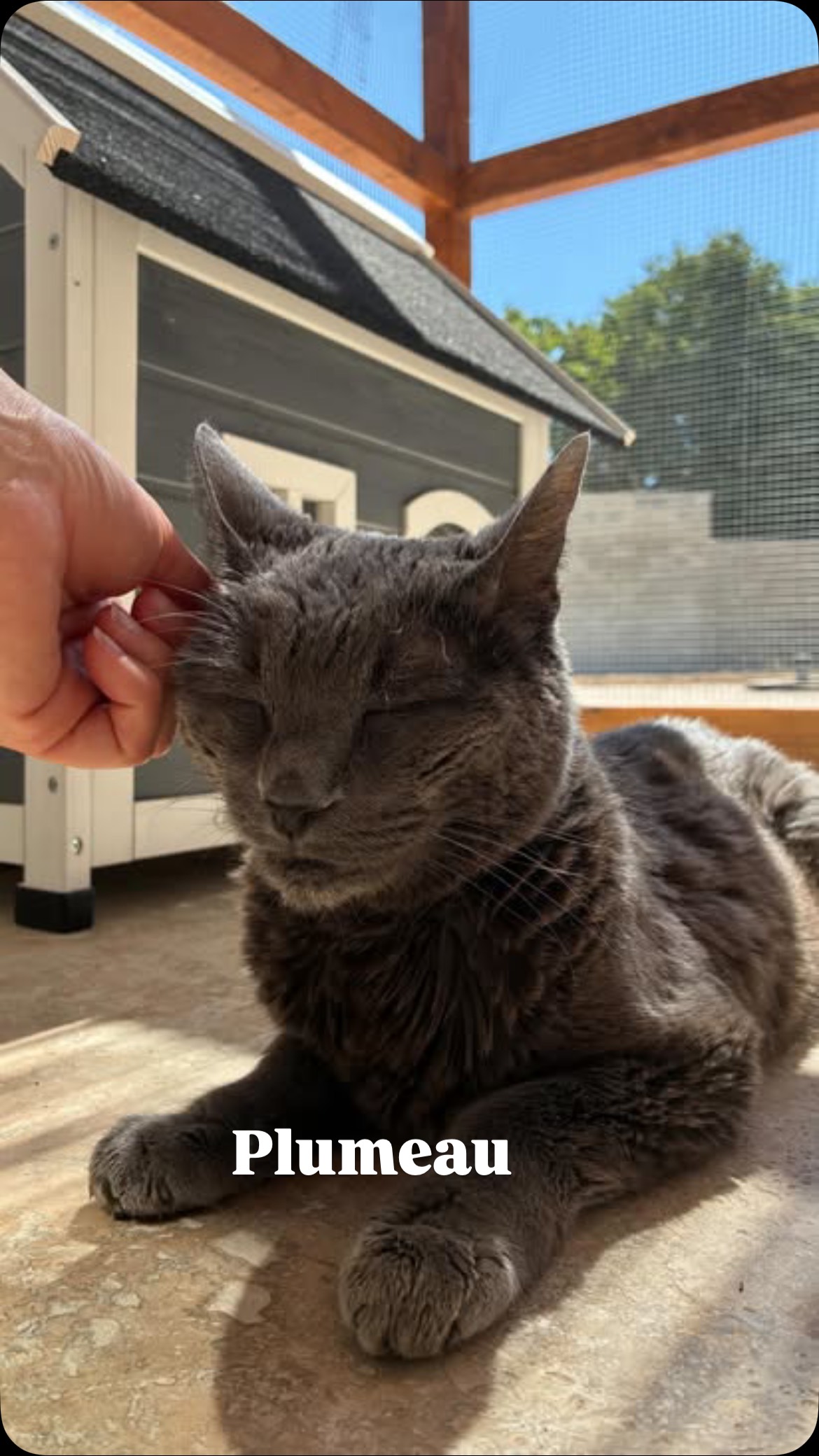 Aah mon Plumeau 🥰
Avant d’ouvrir La Récré du chat, c’est chez lui que je gardais Plumeau. Forcément, cela a créé une relation très spéciale entre nous deux. Une vraie complicité, tendre et silencieuse, comme seuls les chats savent l’installer. ❤️
Plumeau a 17 ans. Il est diabétique, ce qui explique sa démarche un peu particulière… mais rassurez-vous : il ne souffre pas, et cela ne l’empêche absolument pas de vivre sa petite vie !
Il grimpe toujours sur mes genoux avec plaisir, et il sait très bien marcher vite derrière moi… surtout quand j’ai sa pâtée dans les mains 😉
C’est un vieux monsieur attachant, doux, et tellement aimé 🐱
#larecreduchat #aixenprovence #pensionpourchats #aixmaville #letholonet #hotelpourchats #chat #passionchat #hotelpourchat #petsitter #cat #catlover #cats_of_instagram