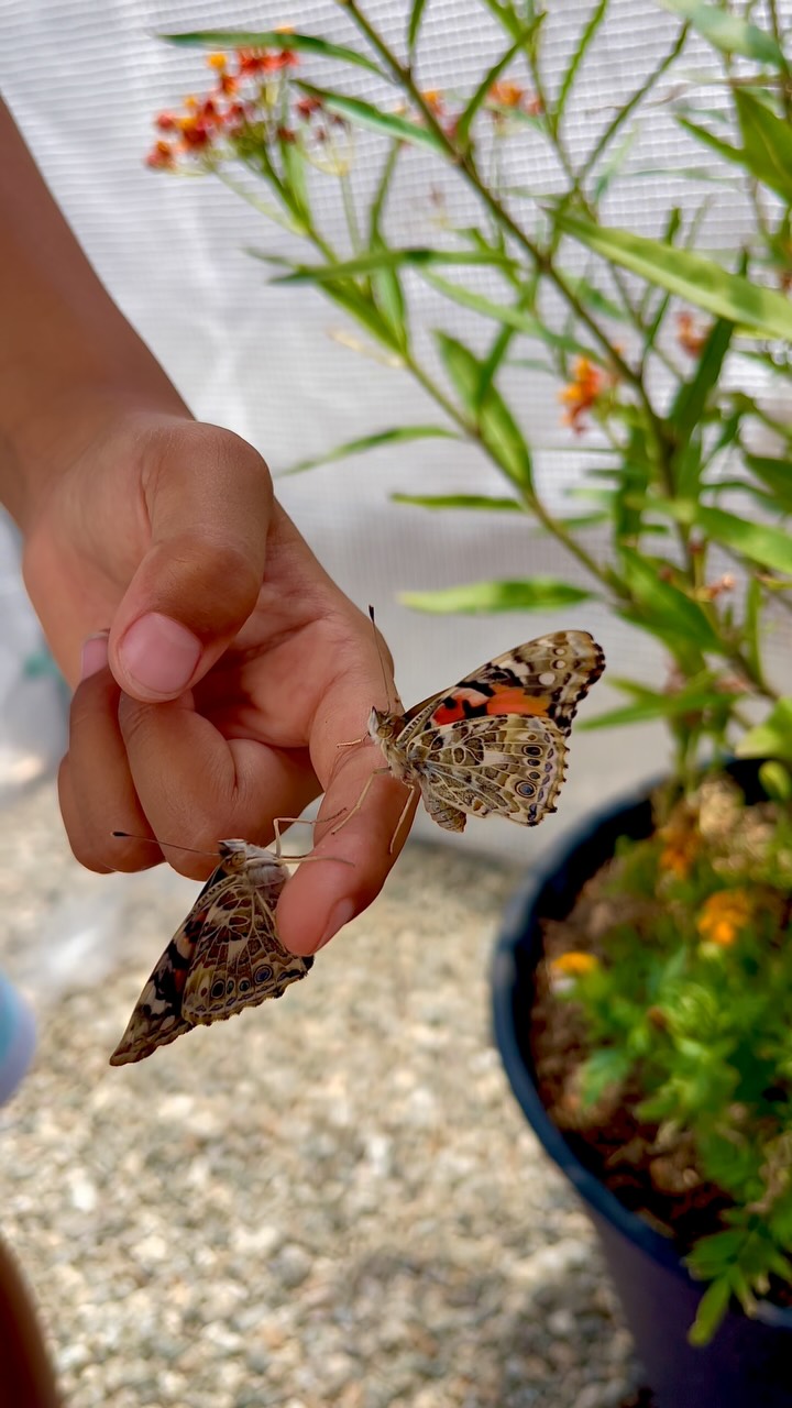Two butterflies, fresh from their chrysalides, taking a quiet pause before their first flight. 🦋
Moments like this remind us why we do what we do—raising butterflies, nurturing nature, and sharing it with others one tiny transformation at a time.
#PaintedLadyButterfly #ButterflyRelease #Blackborg #ButterflySanctuary #HandsOnNature #ButterflyRaising #GardenLearning #InsectEducation #LifeCycleInRealTime