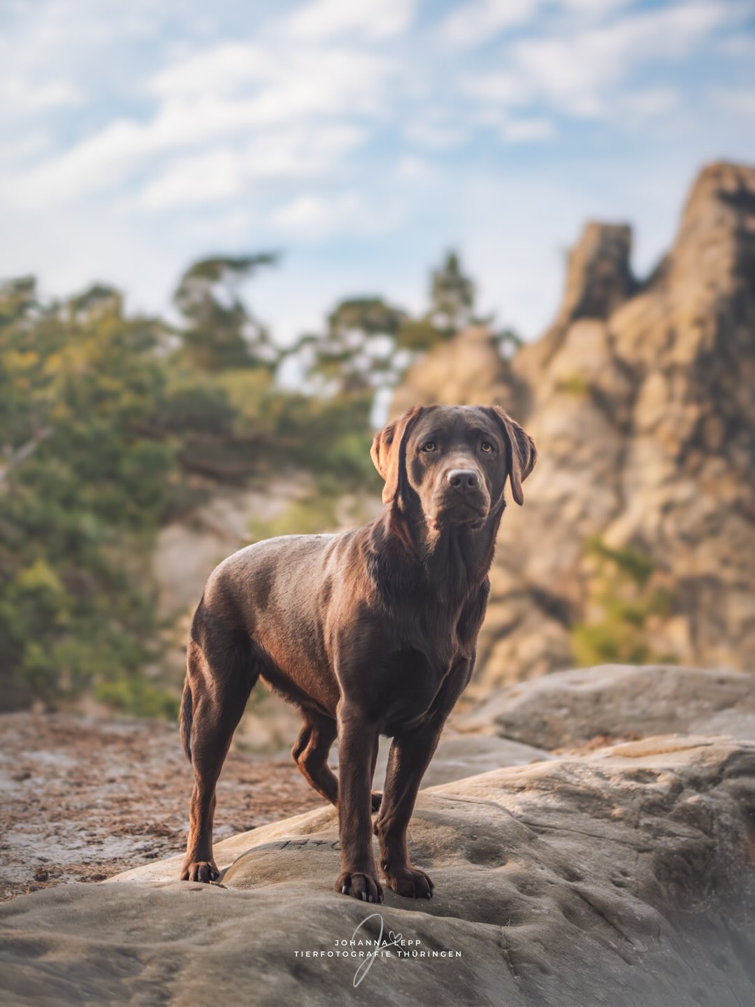 🤎
Heute war ein bisschen Bürosonntag und ausspannen angesagt. Morgen Vormittag habe ich ein paar Termine und Nachmittags geht’s am Rechner weiter mit Bildbearbeitung 😎👩🏼💻
Habt einen schönen Abend 🤗🌙
Entstanden beim Portfolio Day von @purrpaws_fotografie
•
Du hast Fragen oder möchtest direkt ein Shooting buchen? Meld dich gern 🌸
📧 info@tierfotografie-thueringen.de
💻 www.tierfotografie-thueringen.de
#hundefotografie #tierfotografie #thüringen #labrador #labradorretriver