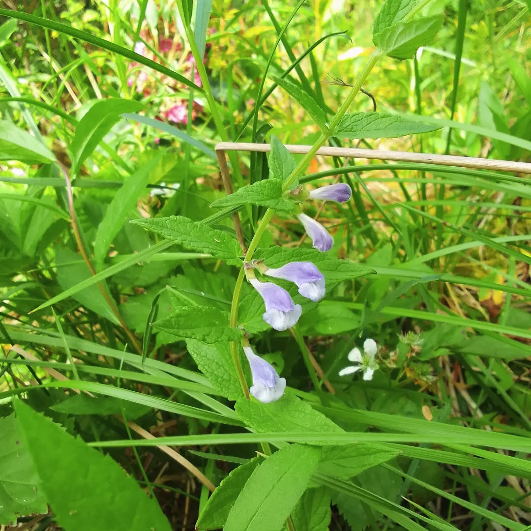 This pretty little mystery plant growing down by the river turns out to be marsh skullcap. 💙💙