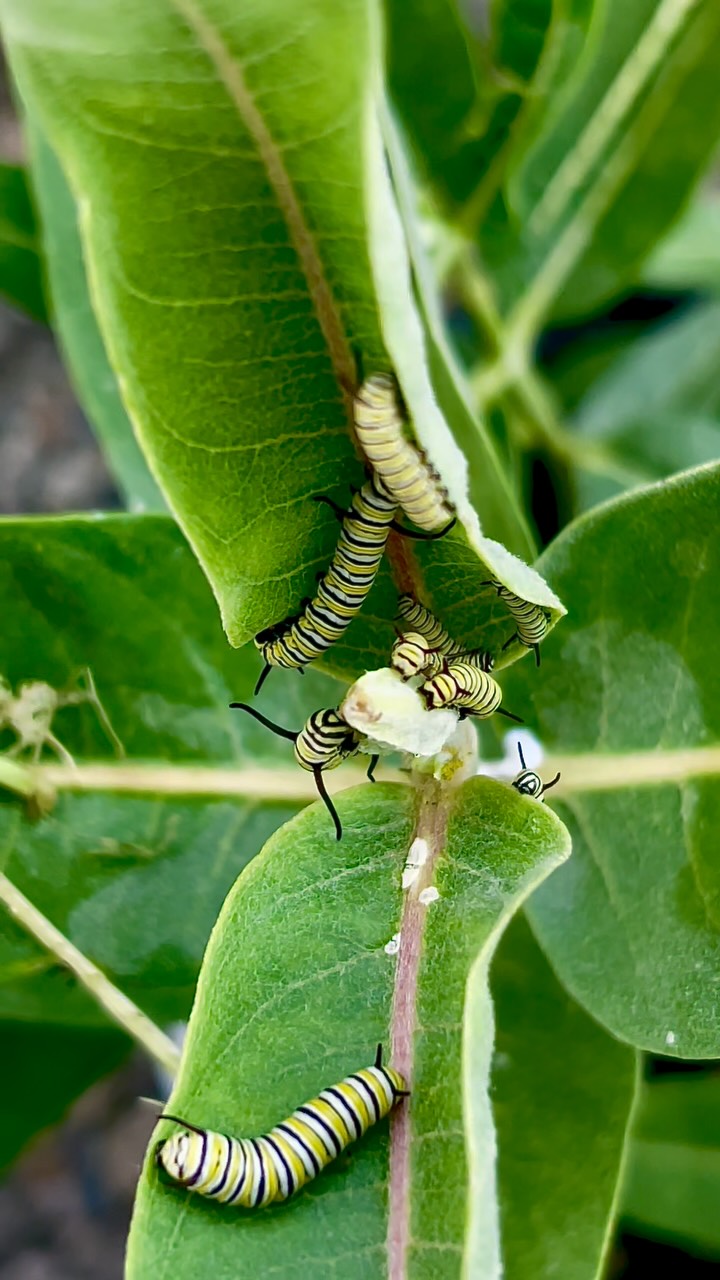 Fresh from Devil Mountain Wholesale Nursery 🌿—this milkweed didn’t stay untouched for long! Within hours of bringing it home, Monarch caterpillars made it their personal buffet 🐛✨ Watching them chomp away is a reminder of how quickly life finds its way when the right plants are in place.
🌼 Plant milkweed. Save butterflies.
#MonarchMagic #MilkweedMatters #Blackborg #CaterpillarChronicles #ButterflySanctuary