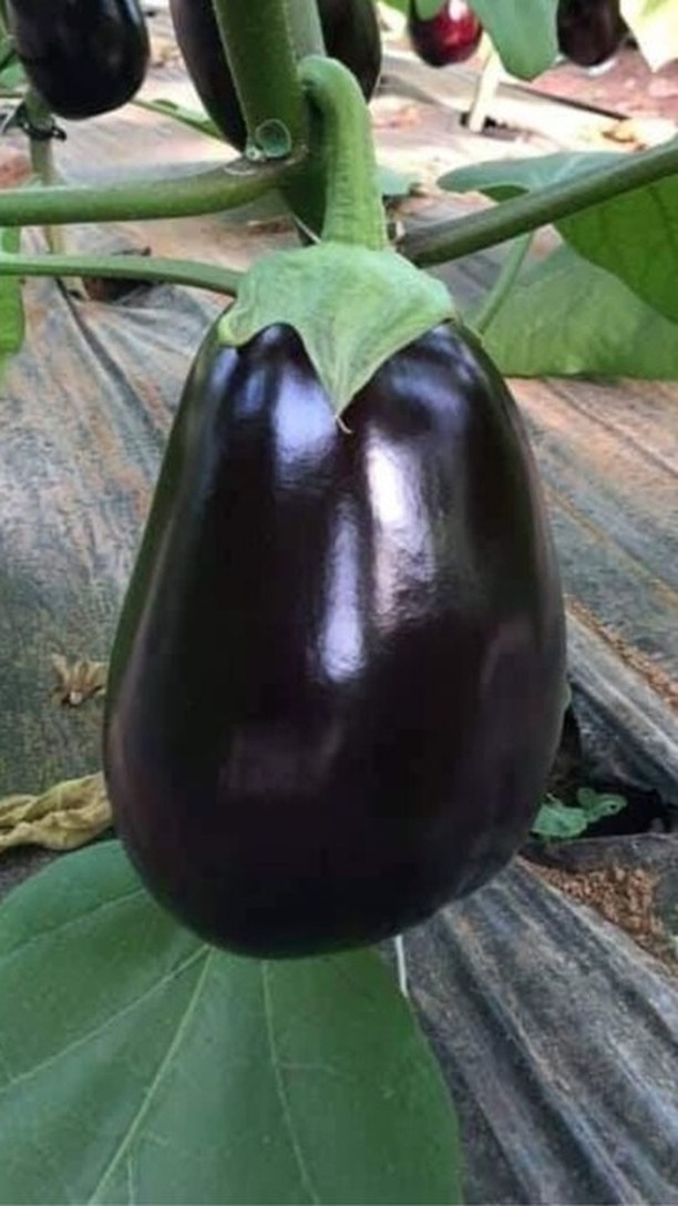 Il nostro prodotto Verde migliora la struttura fogliare, stabilizza l’equilibrio biologico della pianta e rafforza le difese naturali. Stimola l’assorbimento di microelementi, calcio e ferro, rendendo foglie e piante più forti – anche in condizioni di stress abiotico. Prova anche Verde in combinazione con il nostro prodotto Intact Nutrix.
#intactsolutions #growingsolutions #agricoltura #agricolturasostenibile