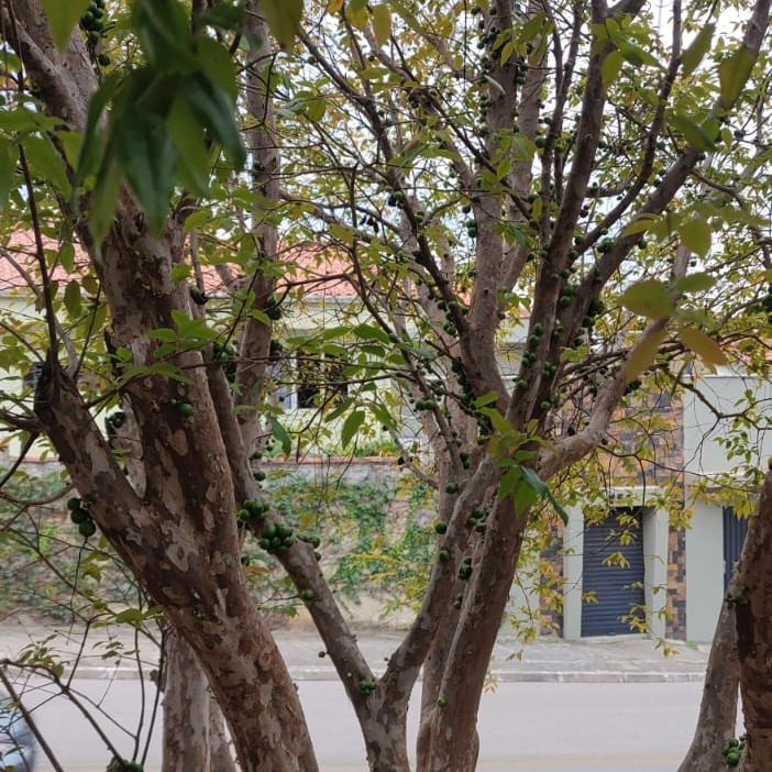 Jabuticabeira já com frutos.