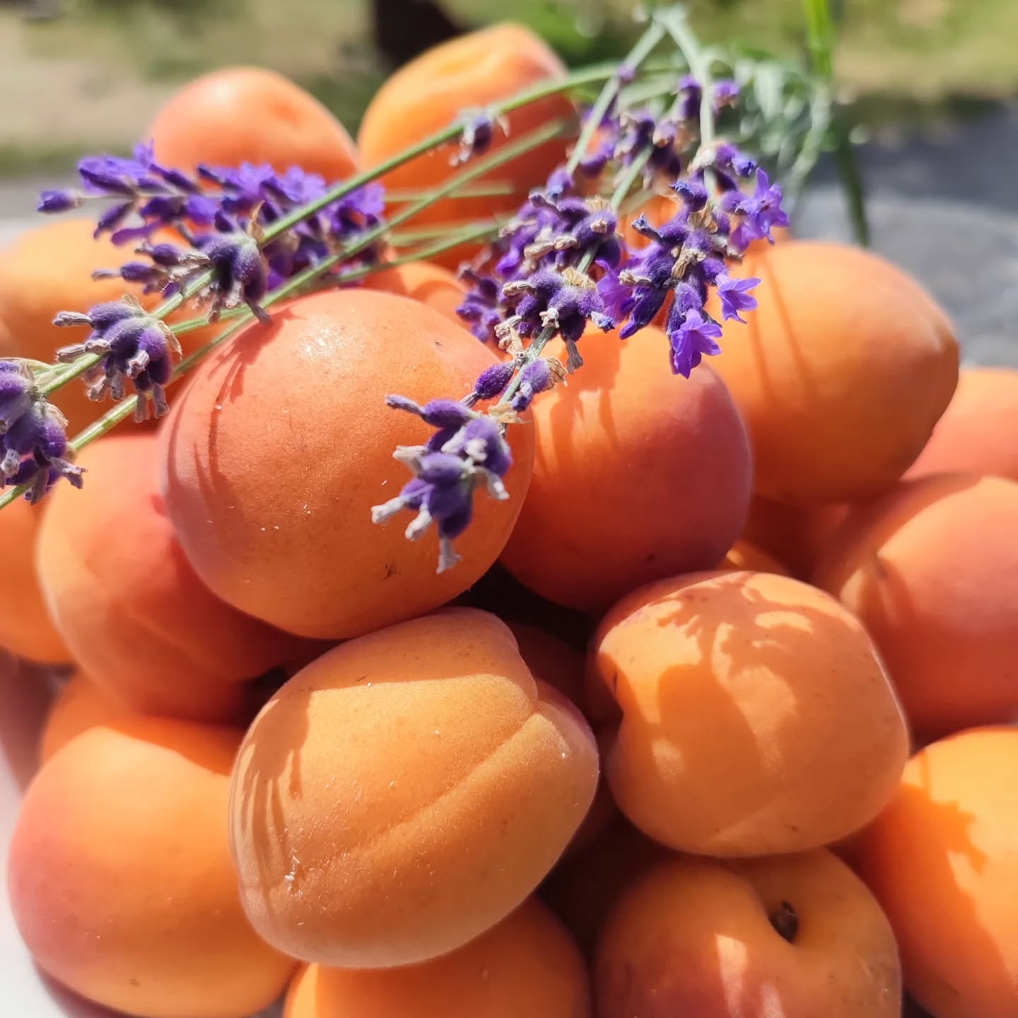 Preserving summer by making some apricot and. lavender jam. #homemade #jam #confiture #abricot #mountainmade #lavanderlove #lavande #summerinajar #homemadepreserves