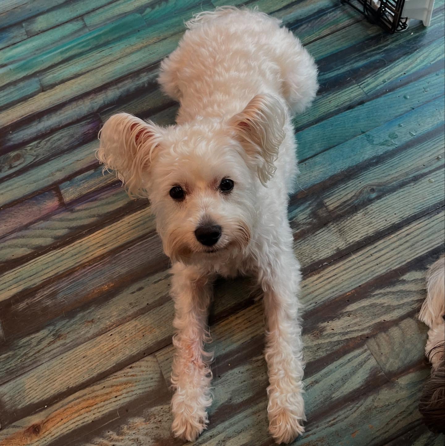 Rosie’s ears are so cute!