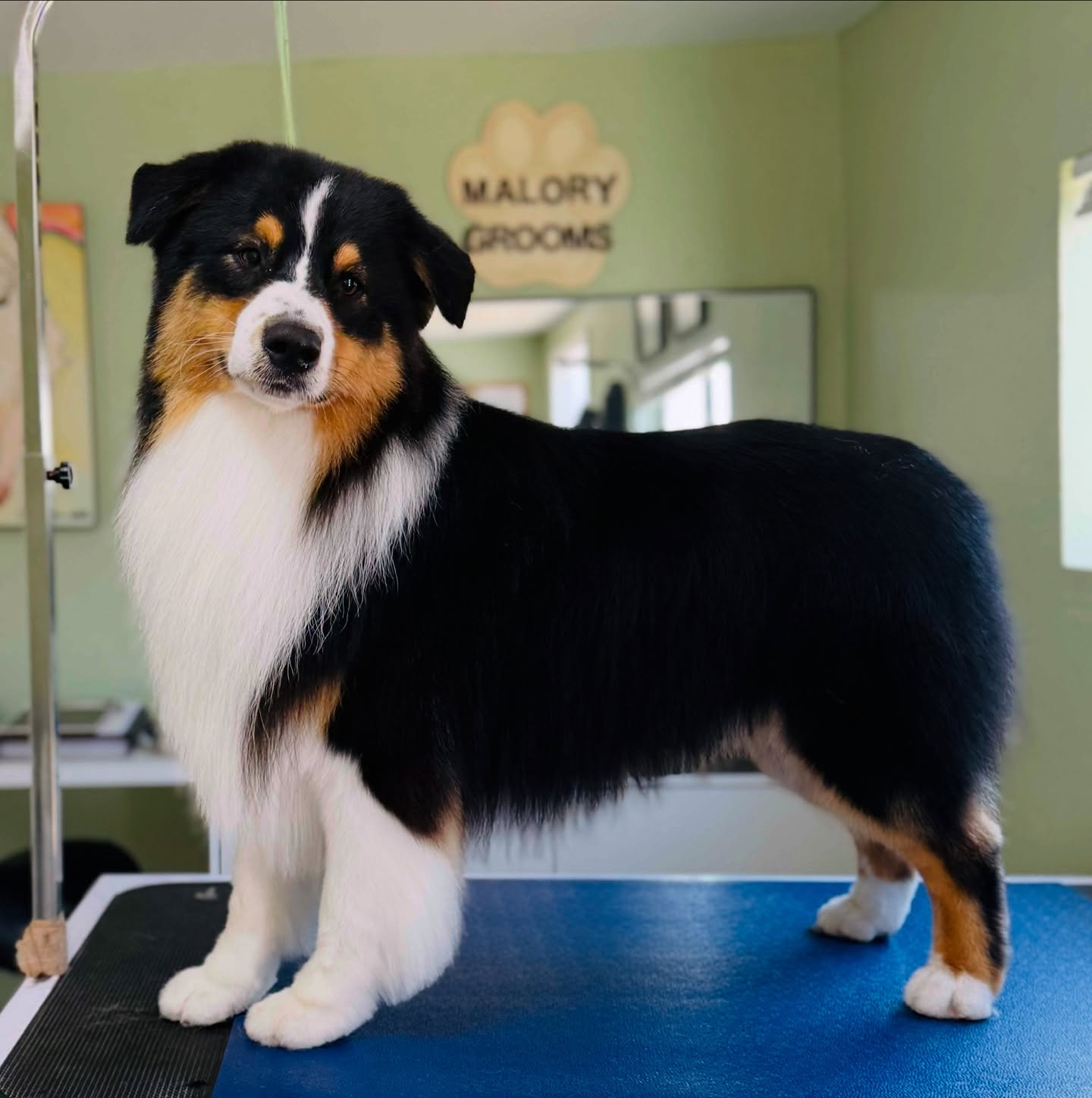 The grooming schedule is nearly closed for August, be sure to get those late de-sheds and final summer trims in before its fall! Crazy to believe summer is creeping to a close. 😱
Thankfully for all my loyal friends and clients. Greatful to do what I love daily! 🙏✂️💕
#akc #australianshepherd #fearfree #oneononegroomingsalon #smallbuissness #sandiego #aussiesofinstagram