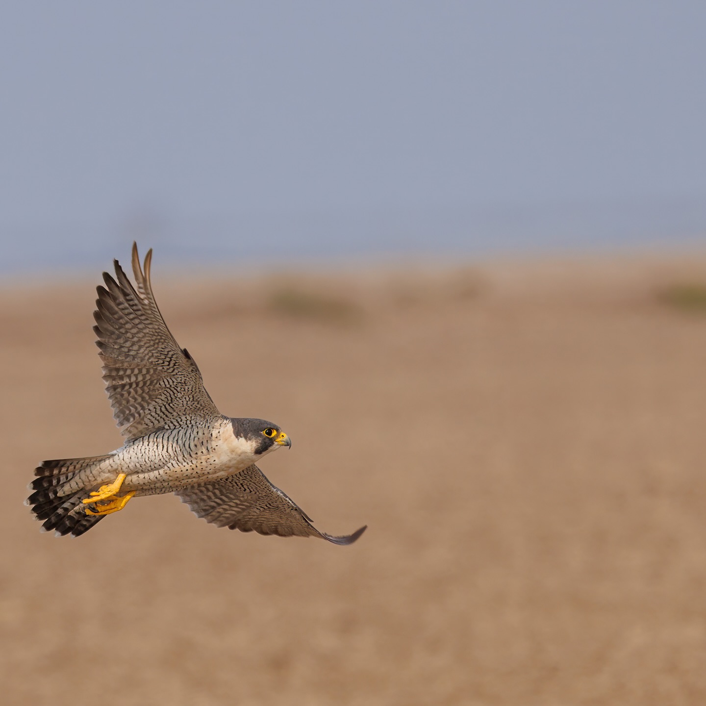 Peregrine Falcon (Falco peregrinus) – One beat of those sharp, pointed wings and it was airborne—clean, silent, and suddenly distant. There’s no mistaking that shape, that intensity. A bird built for speed, now rising into open sky, leaving only the rush of movement behind. You don’t just see a peregrine take off—you feel it, like a switch flipping from stillness to raw, precise power.
.
Location - LRK, Gujrat
Shot on Canon R5
Canon RF100-500mm f/4.5-7.1L IS USM
ISO 500
f/7.1
1/2500s
.
#canonrf100500 #animalplanet #kings_birds #bbcearth #birdphotographers_of_india #bbcwildlifepotd #best_birds_of_ig #birds_captures #bestbirdshots #bird_brilliance #birds_adored #canonasia #canonedge
#capturedoncanon #birds_nature #discoverychannel #discoverychannelindia #earthcapture #canwithcanon #photoscapeofthemonth #morebirdpics #natgeoindia #natgeoyourshot #nature_brillance #ssptalenthunt #nuts_about_birds #planetbirds #raw_birds #your_best_birds #yourshotphotographer