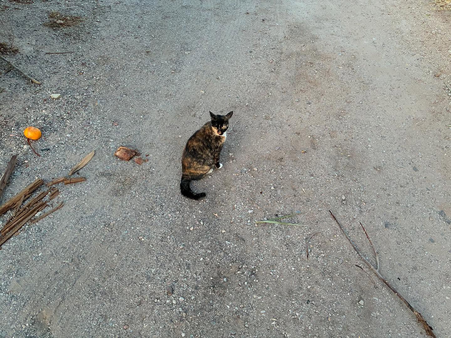 Nothing like a cat to cheer us up