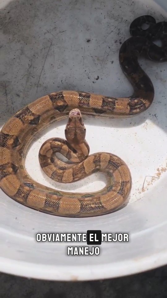 Hoy es 16 de Julio día mundial de las serpientes 🐍🐍🐍🐍
#MedioAmbiente #biodiversidad #serpientes #reptiles