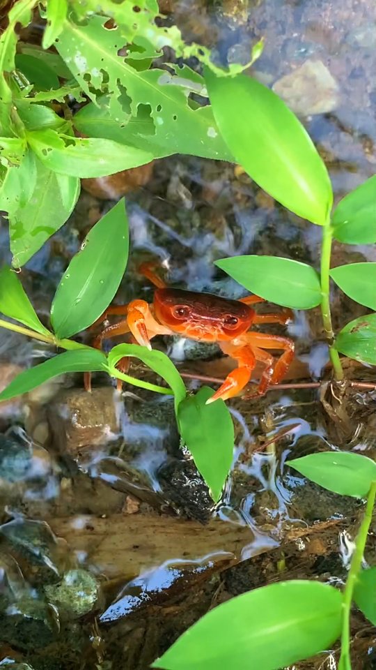 Summer days by the river.
No words, just the sound of water and the feeling of freedom.
#RiverEscape
#SummerVibes
#NatureCooling
#FlowWithNature