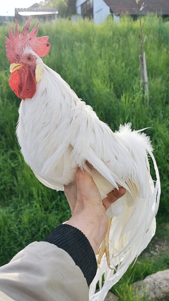 „Ein Moment der Stille und die pure Schönheit in meiner Hand.
Der Onagadori Hahn, seine Federn erzählen Geschichten von Tradition und Geduld.
So selten, so anmutig. Ein lebendiges Kulturerbe Japans. 🕊️
_____________________________________________
𝗩𝗲𝗿𝗳ü𝗴𝗯𝗮𝗿: Bruteier 🐣, Küken 🐥, Junghennen 🐓
𝗙𝗮𝗿𝗯𝘀𝗰𝗵𝗹ä𝗴𝗲: schwarz, silber, hampf
𝗵𝘁𝘁𝗽𝘀://𝘄𝘄𝘄.𝗯𝗿𝗼𝗵𝗼𝗹𝗺𝗲𝗿-𝘇𝘂𝗰𝗵𝘁.𝗰𝗼𝗺/dongxianglukedanji
Instagram & TikTok @huehnerwelt_rauch
Facebook @rauchs_huehnerwelt
_____________________________________________
Liebe Grüße
Euer Gabriel von Rauchs Hühnerwelt
#Bruteier #BruteierZuVerkaufen #Küken #Junghennen #Hühnerverkauf #Hühnerzüchter #Geflügelzucht #Rassegeflügel #Onagadori #Ziergeflügel #SelteneHühnerrassen #Hühnerzucht #Hühnerliebe #Geflügelhaltung #Hobbyzucht #Geflügelmarkt #Hühnerglück #ChickenLovers #InstaChicken #ChickenOfTheDay #BackyardChickens #FarmLife #CountryLiving #NatureLovers #AnimalsOfInstagram #Landleben #Geflügel #PoultryLove #Hühnerzüchtung #FashionHahn