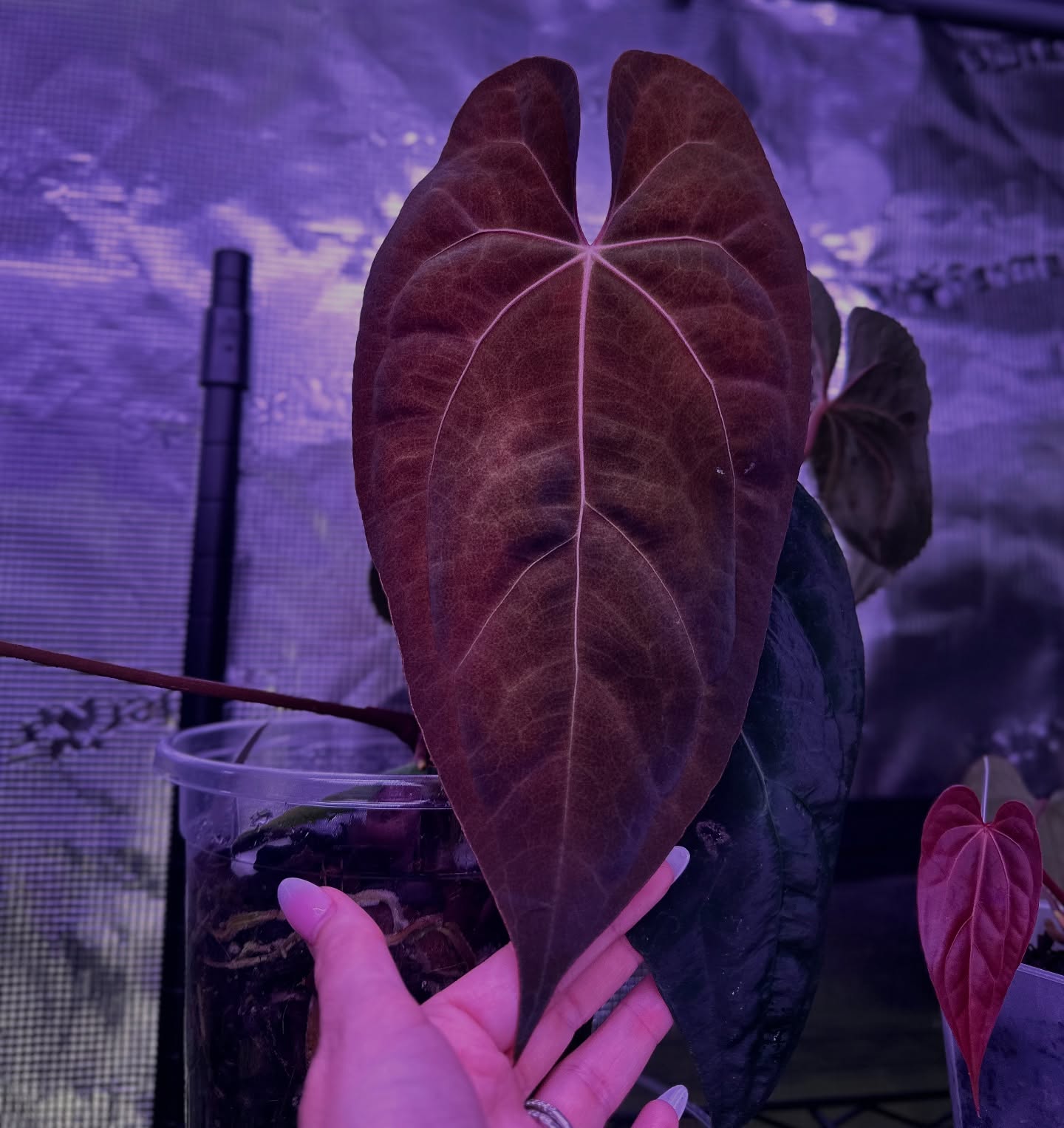 A. AOS X RLFS ♥️🧡🖤
@fontanimalplanthouse
#aroidsociety #nocommentsneeded #anthuriumaceofspades #anthuriumpapillilaminum #aroidfanatic #velvety #darkandmoody