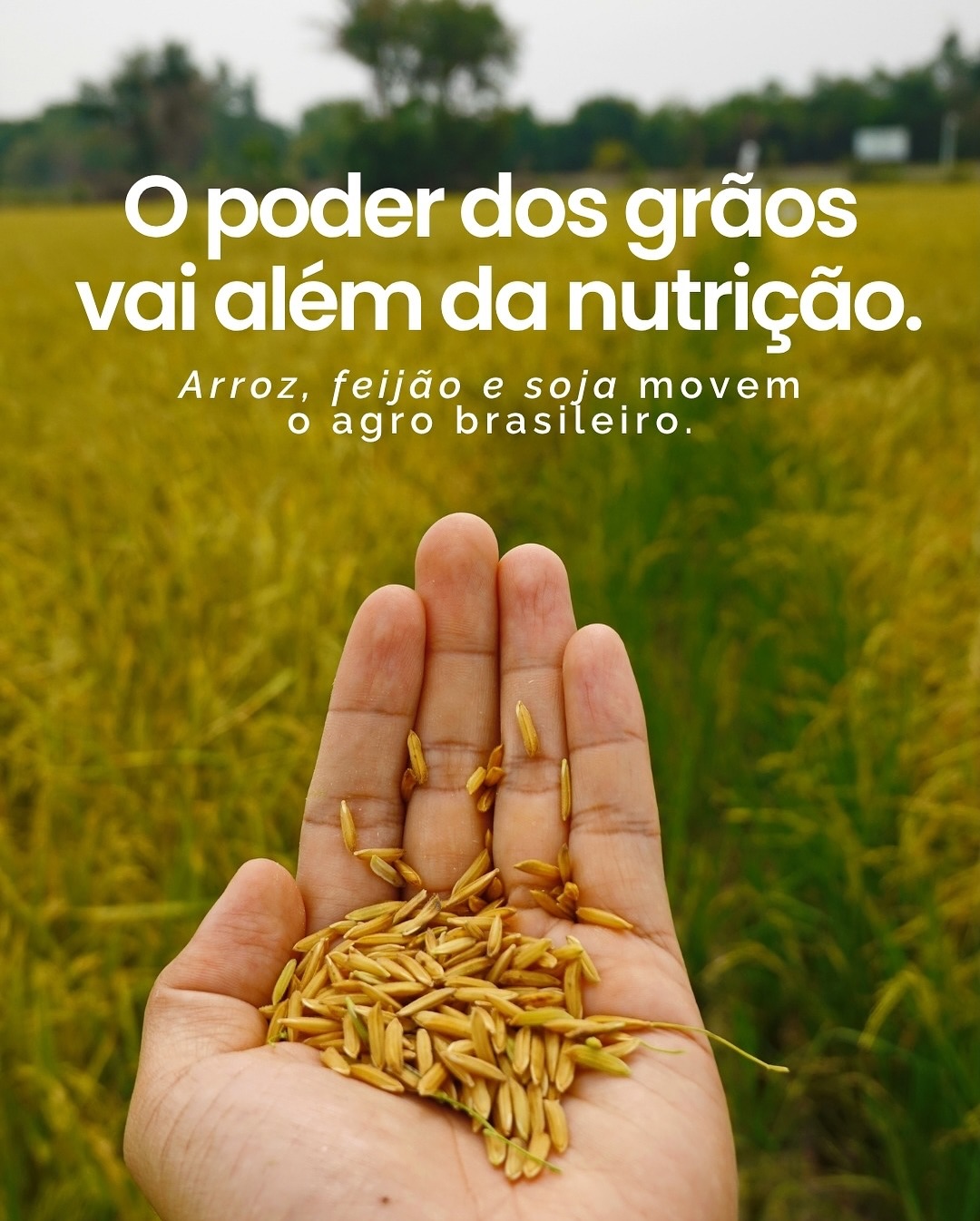 Grãos que nutrem, movem e transformam.
Arroz, feijão e soja não são apenas base da alimentação, são também base do agro brasileiro.
Com origens diferentes, essas culturas compartilham um impacto em comum:
🔹 Fortalecem o desenvolvimento do agronegócio nacional
🔹 Impulsionam a produtividade do campo
🔹 Levam tecnologia e inovação do Brasil para o mundo
📍 Do plantio à armazenagem, cada etapa evoluiu com manejo eficiente, responsabilidade e visão de futuro.
#diamanteagricola #soja #arroz #feijão #agro #sustentabilidade