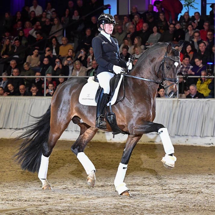 Special Premium Shurreal (Sezuan x Royal Prince x Weltmeyer) is in foal to Westphalian Licensing Champion V-Power for 2026! Shurreal was Champion of her mare performance test, a two-time Materiale winner at Devon, and USDF Reserve Horse of the Year for 4th level.
📸: V-Power by @beelitzkiki
📸: Sp. Pr. Shurreal by @purplehorsedesigns
#quanticosporthorses #equine #horses #horsesofinstagram #breedingwithapurpose #breedingforthefuture #dressage #dressagehorse #foal #foalsofinstagram #vpowerstallion #sezuanstallion #sezuan #hanoverian #hannoveraner #americanhanoveriansociety #foalsof2026