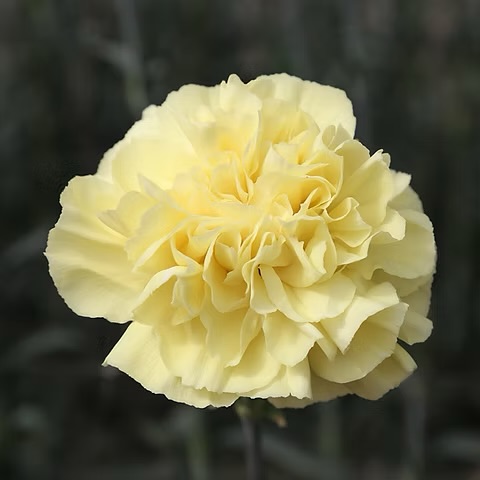 Yellow pareo - standard collection