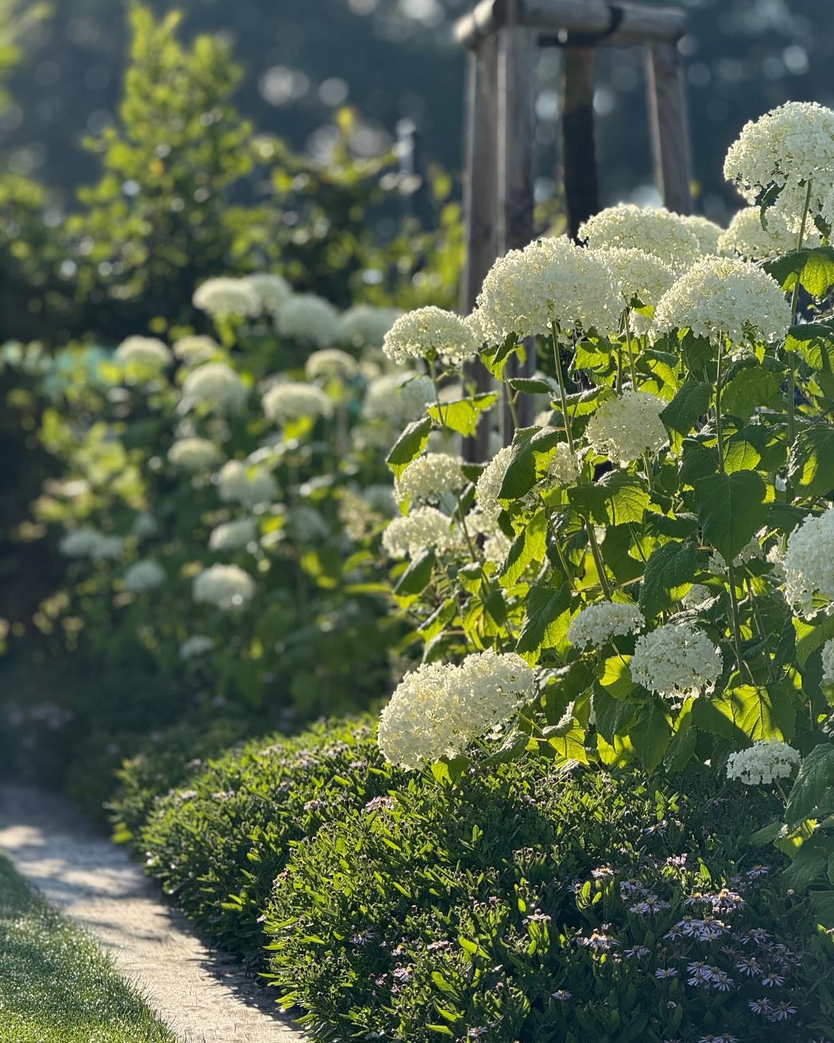 Chvílemi až středozemní nálada na fotkách, které mi posílají milí jihočeští klienti.
Zahrada bez automatické závlahy, ale zato s bdělým okem majitelovým.