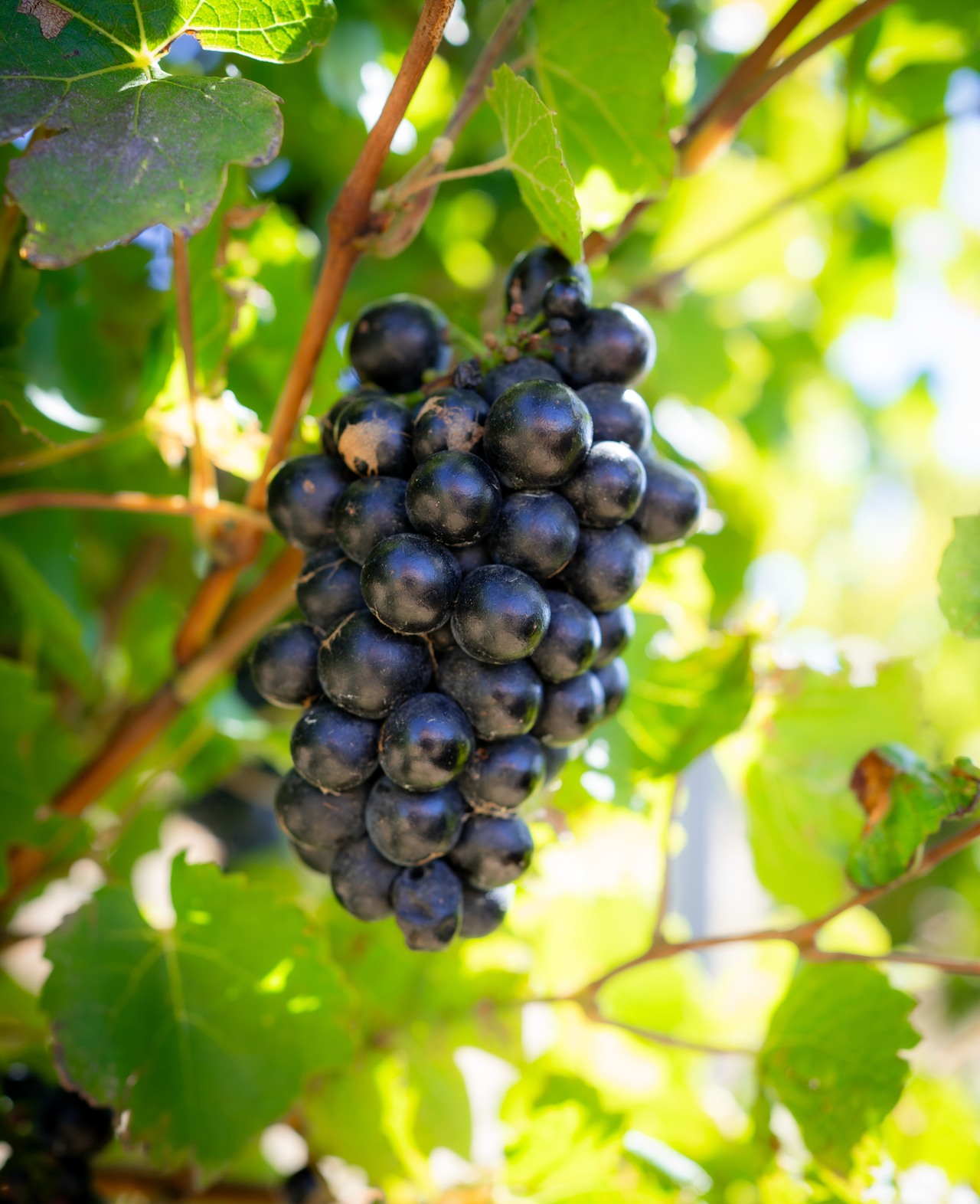 Handled with care, Pinot Noir is such a versatile grape, especially in cooler climates like ours. While some may associate Pinot with lighter, quaffable styles, we take pride in crafting Pinot Noirs that are not only enjoyable on their own but also pair beautifully with a wide range of foods.
2022 available now via our cellar door, online shop and local retailers.
.
.
.
.
.
.
#macedonrangeswine #visitmacedonranges #macedonrangesnaturallycool #visitvictoria #daylesfordmacedonrangestourism #daylesfordmacedonranges #daylesfordmacedonlife #lancefield #cobaw #explorevictoria #countryvictoria #macedonranges #granitehills #granitehillswinery #victorianwine #wineaustralia #macedonrangeswinery #pinotnoir