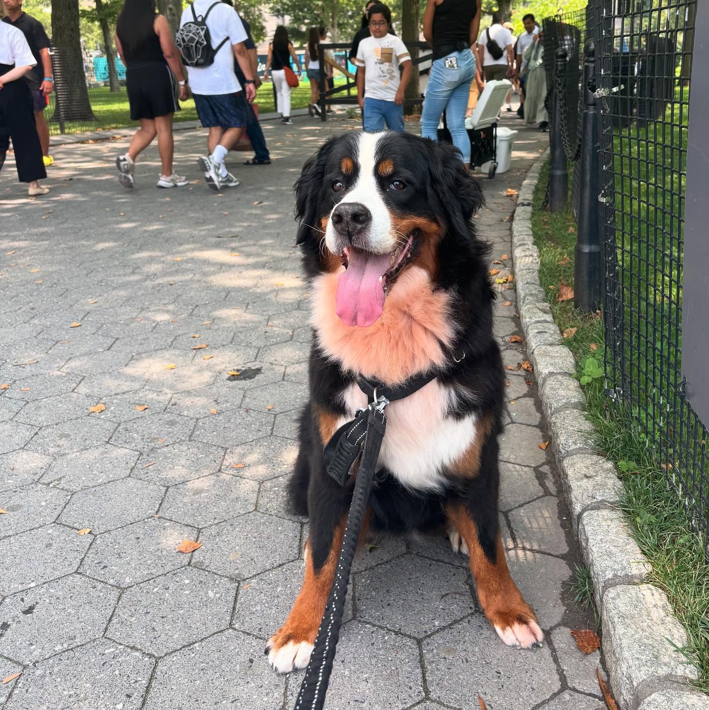 Hello my name is whiskie 🥰🙈😘
#fididogs #dogsofnyc #bernesemountaindogs #nyc #tribeca #batterypark #seaportdogs #dogsofmanhattan #dogwalks