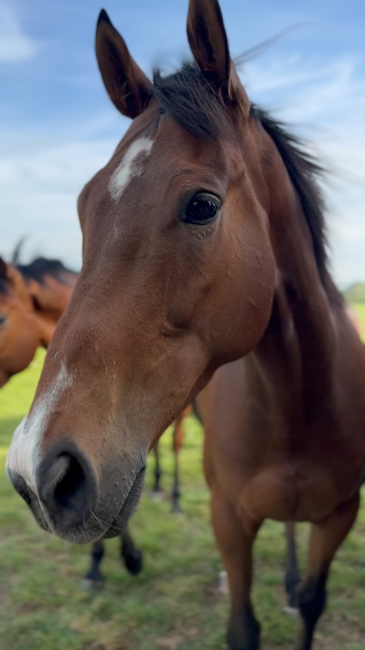 Horses back in from there summer break, new shoes on and let’s go! 🤩 looking forward to the season ahead 🐎
Last video of the new babies we welcome to the yard 👀
@coralofficial
@doyle_racing
@dodsonhorrell