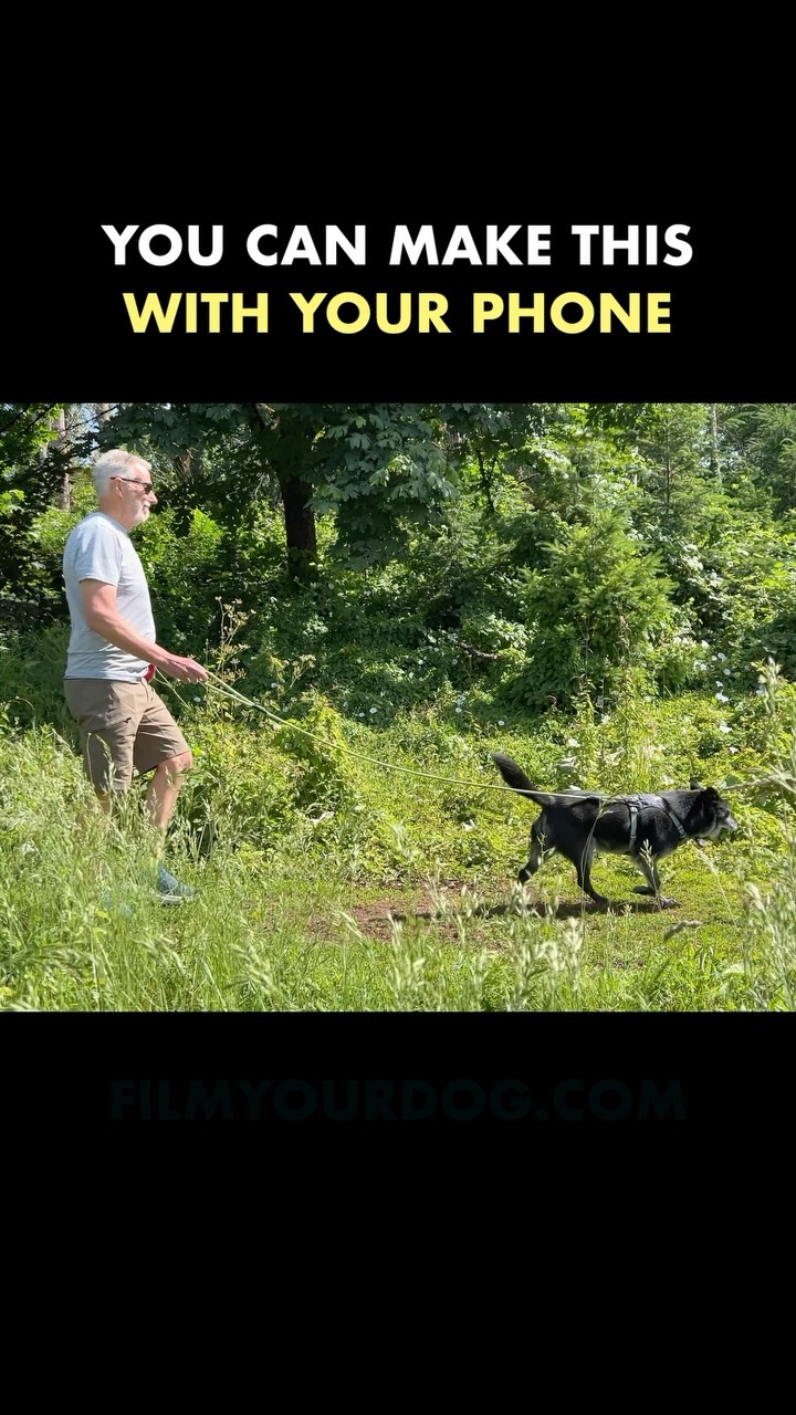 There’s no better time to take advantage of these gorgeous summer days with your dog while you can! ☀️
Learn, shoot, & edit your first mini film, like the one above, in as little as a weekend! 🤳
Beginner-friendly ✅
For more info, head to www.filmyourdog.com or visit our link in bio.
You’ve got this and we’re here to help you every step of the way 😉
Featured: @jazzberryyvr
#dogs #filmyourdog #dogmom #dogdad #mobilefilmmaking