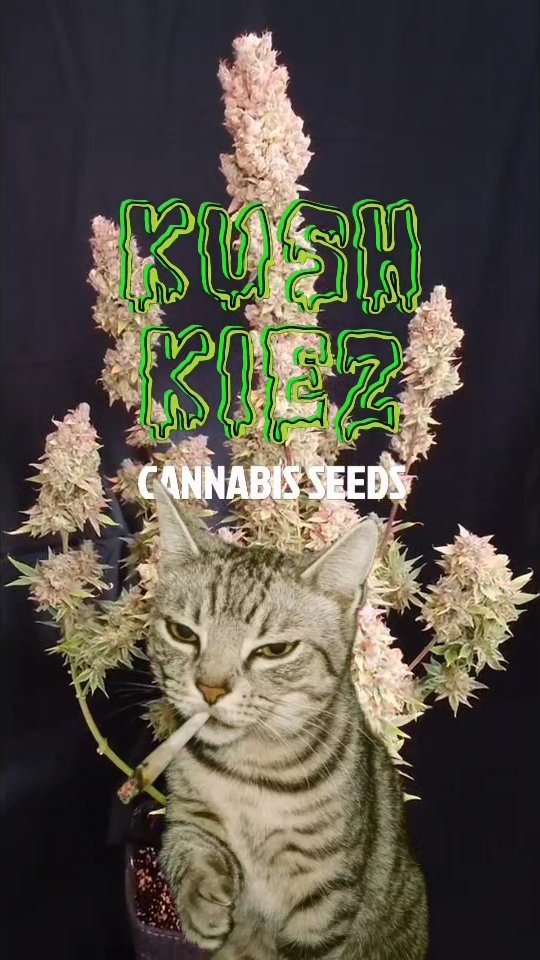 Auto season is coming
New Auto Strains Dropping July 31st
--->@kushkiez<---